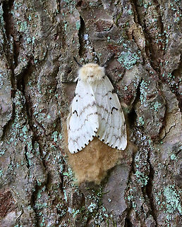 Gypsy Moth (Lymantria dispar) -- Female This normally dense, gorgeous forest has been decimated -- defoliated by gypsy moth caterpillars. Most have since pupated and many have already emerged as adults such as this female who was laying eggs.

Habitat: Mesic, mixed forest


Sorry I go so fast with the video! I am a terrible videographer and was also getting bitten by incessant mosquitoes, which made me rush even more so than usual:
https://vimeo.com/575172728
https://vimeo.com/575177442

https://www.jungledragon.com/image/118385/gypsy_moth_female_lymantria_dispar.html
https://www.jungledragon.com/image/118393/gypsy_moth_lymantria_dispar_pupae_and_eggs.html
https://www.jungledragon.com/image/118392/gypsy_moths_lymantria_dispar_-_egg_masses_and_adults.html
https://www.jungledragon.com/image/118391/gypsy_moths_lymantria_dispar.html
https://www.jungledragon.com/image/118390/gypsy_moths_lymantria_dispar.html
https://www.jungledragon.com/image/118389/gypsy_moth_lymantria_dispar_--_female.html
https://www.jungledragon.com/image/118388/gypsy_moths_lymantria_dispar_--_male_females_eggs.html
https://www.jungledragon.com/image/118387/gypsy_moths_lymantria_dispar_--_pupae.html
https://www.jungledragon.com/image/118386/gypsy_moth_lymantria_dispar_--_female_laying_eggs.html Geotagged,Gypsy moth,Lymantria dispar,Summer,United States