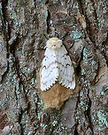 Gypsy Moth (Lymantria dispar) -- Female This normally dense, gorgeous forest has been decimated -- defoliated by gypsy moth caterpillars. Most have since pupated and many have already emerged as adults such as this female who was laying eggs.<br />
<br />
Habitat: Mesic, mixed forest<br />
<br />
<br />
Sorry I go so fast with the video! I am a terrible videographer and was also getting bitten by incessant mosquitoes, which made me rush even more so than usual:<br />
https://vimeo.com/575172728<br />
https://vimeo.com/575177442<br />
<br />
https://www.jungledragon.com/image/118385/gypsy_moth_female_lymantria_dispar.html<br />
https://www.jungledragon.com/image/118393/gypsy_moth_lymantria_dispar_pupae_and_eggs.html<br />
https://www.jungledragon.com/image/118392/gypsy_moths_lymantria_dispar_-_egg_masses_and_adults.html<br />
https://www.jungledragon.com/image/118391/gypsy_moths_lymantria_dispar.html<br />
https://www.jungledragon.com/image/118390/gypsy_moths_lymantria_dispar.html<br />
https://www.jungledragon.com/image/118389/gypsy_moth_lymantria_dispar_--_female.html<br />
https://www.jungledragon.com/image/118388/gypsy_moths_lymantria_dispar_--_male_females_eggs.html<br />
https://www.jungledragon.com/image/118387/gypsy_moths_lymantria_dispar_--_pupae.html<br />
https://www.jungledragon.com/image/118386/gypsy_moth_lymantria_dispar_--_female_laying_eggs.html Geotagged,Gypsy moth,Lymantria dispar,Summer,United States