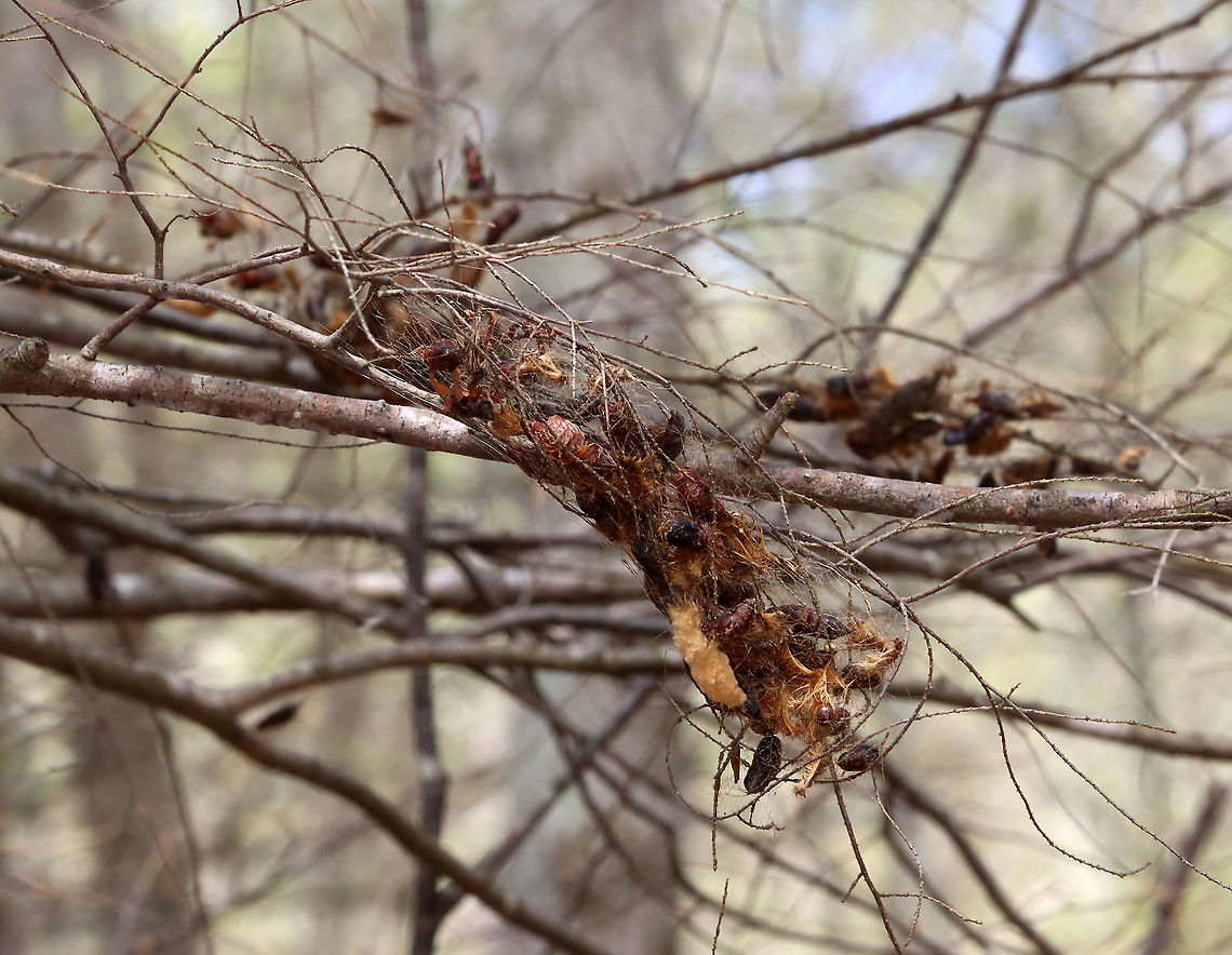 Gypsy Moths (Lymantria dispar) This normally dense, gorgeous forest has been decimated -- defoliated by gypsy moth caterpillars. Most have since pupated and many have already emerged as adults.<br />
<br />
The conifer in this photo had been defoliated of its needles and there were clumps of pupae and egg masses woven in the branches.<br />
<br />
Habitat: Mesic, mixed forest<br />
<br />
<br />
Sorry I go so fast with the video! I am a terrible videographer and was also getting bitten by incessant mosquitoes, which made me rush even more so than usual:<br />
<section class="video"><iframe width="448" height="252" src="https://player.vimeo.com/video/575172728?title=0&byline=0&portrait=0" frameborder="0"></iframe></section><br />
<section class="video"><iframe width="448" height="252" src="https://player.vimeo.com/video/575177442?title=0&byline=0&portrait=0" frameborder="0"></iframe></section><br />
<br />
<figure class="photo"><a href="https://www.jungledragon.com/image/118385/gypsy_moth_lymantria_dispar_--_female.html" title="Gypsy Moth (Lymantria dispar) -- Female"><img src="https://s3.amazonaws.com/media.jungledragon.com/images/3232/118385_thumb.jpg?AWSAccessKeyId=05GMT0V3GWVNE7GGM1R2&Expires=1769040010&Signature=apuTOK7pbd39eESEFdZIWQgrlhQ%3D" width="200" height="144" alt="Gypsy Moth (Lymantria dispar) -- Female This normally dense, gorgeous forest has been decimated -- defoliated by gypsy moth caterpillars. Most have since pupated and many have already emerged as adults such as this female who was seeking a spot to lay her eggs.<br />
<br />
Habitat: Mesic, mixed forest<br />
<br />
<br />
Sorry I go so fast with the video! I am a terrible videographer and was also getting bitten by incessant mosquitoes, which made me rush even more so than usual:<br />
https://vimeo.com/575172728<br />
https://vimeo.com/575177442<br />
<br />
https://www.jungledragon.com/image/118385/gypsy_moth_female_lymantria_dispar.html<br />
https://www.jungledragon.com/image/118393/gypsy_moth_lymantria_dispar_pupae_and_eggs.html<br />
https://www.jungledragon.com/image/118392/gypsy_moths_lymantria_dispar_-_egg_masses_and_adults.html<br />
https://www.jungledragon.com/image/118391/gypsy_moths_lymantria_dispar.html<br />
https://www.jungledragon.com/image/118390/gypsy_moths_lymantria_dispar.html<br />
https://www.jungledragon.com/image/118389/gypsy_moth_lymantria_dispar_--_female.html<br />
https://www.jungledragon.com/image/118388/gypsy_moths_lymantria_dispar_--_male_females_eggs.html<br />
https://www.jungledragon.com/image/118387/gypsy_moths_lymantria_dispar_--_pupae.html<br />
https://www.jungledragon.com/image/118386/gypsy_moth_lymantria_dispar_--_female_laying_eggs.html Geotagged,Gypsy moth,Lymantria dispar,Summer,United States" /></a></figure><br />
<figure class="photo"><a href="https://www.jungledragon.com/image/118393/gypsy_moths_lymantria_dispar_--_pupae_and_eggs.html" title="Gypsy Moths (Lymantria dispar) -- Pupae and Eggs"><img src="https://s3.amazonaws.com/media.jungledragon.com/images/3232/118393_thumb.jpg?AWSAccessKeyId=05GMT0V3GWVNE7GGM1R2&Expires=1769040010&Signature=oTuO0pIcx6L3IFRRl%2FBXux6k6mk%3D" width="114" height="152" alt="Gypsy Moths (Lymantria dispar) -- Pupae and Eggs This normally dense, gorgeous forest has been decimated -- defoliated by gypsy moth caterpillars. Most have since pupated and many have already emerged as adults. This photo shows mostly pupae with a few adults and egg masses.<br />
<br />
Habitat: Mesic, mixed forest<br />
<br />
<br />
Sorry I go so fast with the video! I am a terrible videographer and was also getting bitten by incessant mosquitoes, which made me rush even more so than usual:<br />
https://vimeo.com/575172728<br />
https://vimeo.com/575177442<br />
<br />
https://www.jungledragon.com/image/118385/gypsy_moth_female_lymantria_dispar.html<br />
https://www.jungledragon.com/image/118393/gypsy_moth_lymantria_dispar_pupae_and_eggs.html<br />
https://www.jungledragon.com/image/118392/gypsy_moths_lymantria_dispar_-_egg_masses_and_adults.html<br />
https://www.jungledragon.com/image/118391/gypsy_moths_lymantria_dispar.html<br />
https://www.jungledragon.com/image/118390/gypsy_moths_lymantria_dispar.html<br />
https://www.jungledragon.com/image/118389/gypsy_moth_lymantria_dispar_--_female.html<br />
https://www.jungledragon.com/image/118388/gypsy_moths_lymantria_dispar_--_male_females_eggs.html<br />
https://www.jungledragon.com/image/118387/gypsy_moths_lymantria_dispar_--_pupae.html<br />
https://www.jungledragon.com/image/118386/gypsy_moth_lymantria_dispar_--_female_laying_eggs.html Geotagged,Gypsy moth,Lymantria dispar,Summer,United States" /></a></figure><br />
<figure class="photo"><a href="https://www.jungledragon.com/image/118392/gypsy_moths_lymantria_dispar_--_egg_masses_and_adults.html" title="Gypsy Moths (Lymantria dispar) -- Egg Masses and Adults"><img src="https://s3.amazonaws.com/media.jungledragon.com/images/3232/118392_thumb.jpg?AWSAccessKeyId=05GMT0V3GWVNE7GGM1R2&Expires=1769040010&Signature=v%2F3lKjOpeaFu9tIkgP1tixuagf0%3D" width="106" height="152" alt="Gypsy Moths (Lymantria dispar) -- Egg Masses and Adults This normally dense, gorgeous forest has been decimated -- defoliated by gypsy moth caterpillars. Most have since pupated and many have already emerged as adults.<br />
<br />
This photos shows adults and egg masses at the base of a tree...Look at all those dead moths on the ground!<br />
<br />
Habitat: Mesic, mixed forest<br />
<br />
<br />
Sorry I go so fast with the video! I am a terrible videographer and was also getting bitten by incessant mosquitoes, which made me rush even more so than usual:<br />
https://vimeo.com/575172728<br />
https://vimeo.com/575177442<br />
<br />
https://www.jungledragon.com/image/118385/gypsy_moth_female_lymantria_dispar.html<br />
https://www.jungledragon.com/image/118393/gypsy_moth_lymantria_dispar_pupae_and_eggs.html<br />
https://www.jungledragon.com/image/118392/gypsy_moths_lymantria_dispar_-_egg_masses_and_adults.html<br />
https://www.jungledragon.com/image/118391/gypsy_moths_lymantria_dispar.html<br />
https://www.jungledragon.com/image/118390/gypsy_moths_lymantria_dispar.html<br />
https://www.jungledragon.com/image/118389/gypsy_moth_lymantria_dispar_--_female.html<br />
https://www.jungledragon.com/image/118388/gypsy_moths_lymantria_dispar_--_male_females_eggs.html<br />
https://www.jungledragon.com/image/118387/gypsy_moths_lymantria_dispar_--_pupae.html<br />
https://www.jungledragon.com/image/118386/gypsy_moth_lymantria_dispar_--_female_laying_eggs.html Geotagged,Gypsy moth,Lymantria dispar,Summer,United States" /></a></figure><br />
<figure class="photo"><a href="https://www.jungledragon.com/image/118391/gypsy_moths_lymantria_dispar.html" title="Gypsy Moths (Lymantria dispar)"><img src="https://s3.amazonaws.com/media.jungledragon.com/images/3232/118391_thumb.jpg?AWSAccessKeyId=05GMT0V3GWVNE7GGM1R2&Expires=1769040010&Signature=wNAekSziybs3KxNSlwZcrgHpft0%3D" width="112" height="152" alt="Gypsy Moths (Lymantria dispar) This normally dense, gorgeous forest has been decimated -- defoliated by gypsy moth caterpillars. Most have since pupated and many have already emerged as adults.<br />
<br />
Habitat: Mesic, mixed forest<br />
<br />
<br />
Sorry I go so fast with the video! I am a terrible videographer and was also getting bitten by incessant mosquitoes, which made me rush even more so than usual:<br />
https://vimeo.com/575172728<br />
https://vimeo.com/575177442<br />
<br />
https://www.jungledragon.com/image/118385/gypsy_moth_female_lymantria_dispar.html<br />
https://www.jungledragon.com/image/118393/gypsy_moth_lymantria_dispar_pupae_and_eggs.html<br />
https://www.jungledragon.com/image/118392/gypsy_moths_lymantria_dispar_-_egg_masses_and_adults.html<br />
https://www.jungledragon.com/image/118391/gypsy_moths_lymantria_dispar.html<br />
https://www.jungledragon.com/image/118390/gypsy_moths_lymantria_dispar.html<br />
https://www.jungledragon.com/image/118389/gypsy_moth_lymantria_dispar_--_female.html<br />
https://www.jungledragon.com/image/118388/gypsy_moths_lymantria_dispar_--_male_females_eggs.html<br />
https://www.jungledragon.com/image/118387/gypsy_moths_lymantria_dispar_--_pupae.html<br />
https://www.jungledragon.com/image/118386/gypsy_moth_lymantria_dispar_--_female_laying_eggs.html Geotagged,Gypsy moth,Lymantria dispar,Summer,United States" /></a></figure><br />
<figure class="photo"><a href="https://www.jungledragon.com/image/118390/gypsy_moths_lymantria_dispar.html" title="Gypsy Moths (Lymantria dispar)"><img src="https://s3.amazonaws.com/media.jungledragon.com/images/3232/118390_thumb.jpg?AWSAccessKeyId=05GMT0V3GWVNE7GGM1R2&Expires=1769040010&Signature=asDEDQDvE0Ypavcwjvt4yLHm%2F7o%3D" width="200" height="156" alt="Gypsy Moths (Lymantria dispar) This normally dense, gorgeous forest has been decimated -- defoliated by gypsy moth caterpillars. Most have since pupated and many have already emerged as adults.<br />
<br />
The conifer in this photo had been defoliated of its needles and there were clumps of pupae and egg masses woven in the branches.<br />
<br />
Habitat: Mesic, mixed forest<br />
<br />
<br />
Sorry I go so fast with the video! I am a terrible videographer and was also getting bitten by incessant mosquitoes, which made me rush even more so than usual:<br />
https://vimeo.com/575172728<br />
https://vimeo.com/575177442<br />
<br />
https://www.jungledragon.com/image/118385/gypsy_moth_female_lymantria_dispar.html<br />
https://www.jungledragon.com/image/118393/gypsy_moth_lymantria_dispar_pupae_and_eggs.html<br />
https://www.jungledragon.com/image/118392/gypsy_moths_lymantria_dispar_-_egg_masses_and_adults.html<br />
https://www.jungledragon.com/image/118391/gypsy_moths_lymantria_dispar.html<br />
https://www.jungledragon.com/image/118390/gypsy_moths_lymantria_dispar.html<br />
https://www.jungledragon.com/image/118389/gypsy_moth_lymantria_dispar_--_female.html<br />
https://www.jungledragon.com/image/118388/gypsy_moths_lymantria_dispar_--_male_females_eggs.html<br />
https://www.jungledragon.com/image/118387/gypsy_moths_lymantria_dispar_--_pupae.html<br />
https://www.jungledragon.com/image/118386/gypsy_moth_lymantria_dispar_--_female_laying_eggs.html Geotagged,Gypsy moth,Lymantria dispar,Summer,United States" /></a></figure><br />
<figure class="photo"><a href="https://www.jungledragon.com/image/118389/gypsy_moth_lymantria_dispar_--_female.html" title="Gypsy Moth (Lymantria dispar) -- Female"><img src="https://s3.amazonaws.com/media.jungledragon.com/images/3232/118389_thumb.jpg?AWSAccessKeyId=05GMT0V3GWVNE7GGM1R2&Expires=1769040010&Signature=BaSBRUmzOGy9hRGwCfUZZTHmc0o%3D" width="124" height="152" alt="Gypsy Moth (Lymantria dispar) -- Female This normally dense, gorgeous forest has been decimated -- defoliated by gypsy moth caterpillars. Most have since pupated and many have already emerged as adults such as this female who was laying eggs.<br />
<br />
Habitat: Mesic, mixed forest<br />
<br />
<br />
Sorry I go so fast with the video! I am a terrible videographer and was also getting bitten by incessant mosquitoes, which made me rush even more so than usual:<br />
https://vimeo.com/575172728<br />
https://vimeo.com/575177442<br />
<br />
https://www.jungledragon.com/image/118385/gypsy_moth_female_lymantria_dispar.html<br />
https://www.jungledragon.com/image/118393/gypsy_moth_lymantria_dispar_pupae_and_eggs.html<br />
https://www.jungledragon.com/image/118392/gypsy_moths_lymantria_dispar_-_egg_masses_and_adults.html<br />
https://www.jungledragon.com/image/118391/gypsy_moths_lymantria_dispar.html<br />
https://www.jungledragon.com/image/118390/gypsy_moths_lymantria_dispar.html<br />
https://www.jungledragon.com/image/118389/gypsy_moth_lymantria_dispar_--_female.html<br />
https://www.jungledragon.com/image/118388/gypsy_moths_lymantria_dispar_--_male_females_eggs.html<br />
https://www.jungledragon.com/image/118387/gypsy_moths_lymantria_dispar_--_pupae.html<br />
https://www.jungledragon.com/image/118386/gypsy_moth_lymantria_dispar_--_female_laying_eggs.html Geotagged,Gypsy moth,Lymantria dispar,Summer,United States" /></a></figure><br />
<figure class="photo"><a href="https://www.jungledragon.com/image/118388/gypsy_moths_lymantria_dispar_--_male_females_eggs.html" title="Gypsy Moths (Lymantria dispar) -- Male, Females, Eggs"><img src="https://s3.amazonaws.com/media.jungledragon.com/images/3232/118388_thumb.jpg?AWSAccessKeyId=05GMT0V3GWVNE7GGM1R2&Expires=1769040010&Signature=%2BY0WtthLagY2eOJVE7NlCQQH0ss%3D" width="114" height="152" alt="Gypsy Moths (Lymantria dispar) -- Male, Females, Eggs This normally dense, gorgeous forest has been decimated -- defoliated by gypsy moth caterpillars. Most have since pupated and many have already emerged as adults.<br />
<br />
In this photo, a male appeared to be trying to mate with a female who had already laid her eggs and was dead.<br />
<br />
Habitat: Mesic, mixed forest<br />
<br />
<br />
Sorry I go so fast with the video! I am a terrible videographer and was also getting bitten by incessant mosquitoes, which made me rush even more so than usual:<br />
https://vimeo.com/575172728<br />
https://vimeo.com/575177442<br />
<br />
https://www.jungledragon.com/image/118385/gypsy_moth_female_lymantria_dispar.html<br />
https://www.jungledragon.com/image/118393/gypsy_moth_lymantria_dispar_pupae_and_eggs.html<br />
https://www.jungledragon.com/image/118392/gypsy_moths_lymantria_dispar_-_egg_masses_and_adults.html<br />
https://www.jungledragon.com/image/118391/gypsy_moths_lymantria_dispar.html<br />
https://www.jungledragon.com/image/118390/gypsy_moths_lymantria_dispar.html<br />
https://www.jungledragon.com/image/118389/gypsy_moth_lymantria_dispar_--_female.html<br />
https://www.jungledragon.com/image/118388/gypsy_moths_lymantria_dispar_--_male_females_eggs.html<br />
https://www.jungledragon.com/image/118387/gypsy_moths_lymantria_dispar_--_pupae.html<br />
https://www.jungledragon.com/image/118386/gypsy_moth_lymantria_dispar_--_female_laying_eggs.html Geotagged,Gypsy moth,Lymantria dispar,Summer,United States" /></a></figure><br />
<figure class="photo"><a href="https://www.jungledragon.com/image/118387/gypsy_moths_lymantria_dispar_--_pupae.html" title="Gypsy Moths (Lymantria dispar) -- Pupae"><img src="https://s3.amazonaws.com/media.jungledragon.com/images/3232/118387_thumb.jpg?AWSAccessKeyId=05GMT0V3GWVNE7GGM1R2&Expires=1769040010&Signature=T02%2Bn7THRE8rIKm4kd9XFS9C5uM%3D" width="126" height="152" alt="Gypsy Moths (Lymantria dispar) -- Pupae This normally dense, gorgeous forest has been decimated -- defoliated by gypsy moth caterpillars. Most have since pupated and many have already emerged as adults.<br />
<br />
The pupae in this photo were wriggling a lot and I think they were still in the process of pupating.<br />
<br />
Habitat: Mesic, mixed forest<br />
<br />
<br />
Sorry I go so fast with the video! I am a terrible videographer and was also getting bitten by incessant mosquitoes, which made me rush even more so than usual:<br />
https://vimeo.com/575172728<br />
https://vimeo.com/575177442<br />
<br />
https://www.jungledragon.com/image/118385/gypsy_moth_female_lymantria_dispar.html<br />
https://www.jungledragon.com/image/118393/gypsy_moth_lymantria_dispar_pupae_and_eggs.html<br />
https://www.jungledragon.com/image/118392/gypsy_moths_lymantria_dispar_-_egg_masses_and_adults.html<br />
https://www.jungledragon.com/image/118391/gypsy_moths_lymantria_dispar.html<br />
https://www.jungledragon.com/image/118390/gypsy_moths_lymantria_dispar.html<br />
https://www.jungledragon.com/image/118389/gypsy_moth_lymantria_dispar_--_female.html<br />
https://www.jungledragon.com/image/118388/gypsy_moths_lymantria_dispar_--_male_females_eggs.html<br />
https://www.jungledragon.com/image/118387/gypsy_moths_lymantria_dispar_--_pupae.html<br />
https://www.jungledragon.com/image/118386/gypsy_moth_lymantria_dispar_--_female_laying_eggs.html Geotagged,Gypsy moth,Lymantria dispar,Summer,United States" /></a></figure><br />
<figure class="photo"><a href="https://www.jungledragon.com/image/118386/gypsy_moth_lymantria_dispar_--_female_laying_eggs.html" title="Gypsy Moth (Lymantria dispar) -- Female Laying Eggs"><img src="https://s3.amazonaws.com/media.jungledragon.com/images/3232/118386_thumb.jpg?AWSAccessKeyId=05GMT0V3GWVNE7GGM1R2&Expires=1769040010&Signature=7GSxRsk%2FJMkoTIIW%2BT1qeVS9KNU%3D" width="114" height="152" alt="Gypsy Moth (Lymantria dispar) -- Female Laying Eggs This normally dense, gorgeous forest has been decimated -- defoliated by gypsy moth caterpillars. Most have since pupated and many have already emerged as adults such as this female who was laying eggs.<br />
<br />
Habitat: Mesic, mixed forest<br />
<br />
<br />
Sorry I go so fast with the video! I am a terrible videographer and was also getting bitten by incessant mosquitoes, which made me rush even more so than usual:<br />
https://vimeo.com/575172728<br />
https://vimeo.com/575177442<br />
<br />
https://www.jungledragon.com/image/118385/gypsy_moth_female_lymantria_dispar.html<br />
https://www.jungledragon.com/image/118393/gypsy_moth_lymantria_dispar_pupae_and_eggs.html<br />
https://www.jungledragon.com/image/118392/gypsy_moths_lymantria_dispar_-_egg_masses_and_adults.html<br />
https://www.jungledragon.com/image/118391/gypsy_moths_lymantria_dispar.html<br />
https://www.jungledragon.com/image/118390/gypsy_moths_lymantria_dispar.html<br />
https://www.jungledragon.com/image/118389/gypsy_moth_lymantria_dispar_--_female.html<br />
https://www.jungledragon.com/image/118388/gypsy_moths_lymantria_dispar_--_male_females_eggs.html<br />
https://www.jungledragon.com/image/118387/gypsy_moths_lymantria_dispar_--_pupae.html<br />
https://www.jungledragon.com/image/118386/gypsy_moth_lymantria_dispar_--_female_laying_eggs.html Geotagged,Gypsy moth,Lymantria dispar,Summer,United States" /></a></figure> Geotagged,Gypsy moth,Lymantria dispar,Summer,United States