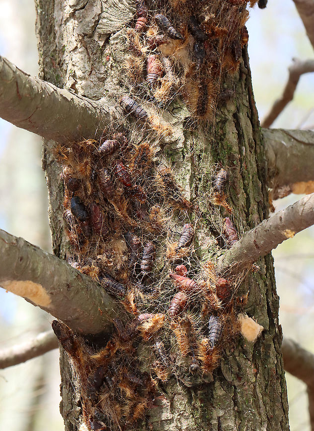 Gypsy Moths (Lymantria dispar) This normally dense, gorgeous forest has been decimated -- defoliated by gypsy moth caterpillars. Most have since pupated and many have already emerged as adults.<br />
<br />
Habitat: Mesic, mixed forest<br />
<br />
<br />
Sorry I go so fast with the video! I am a terrible videographer and was also getting bitten by incessant mosquitoes, which made me rush even more so than usual:<br />
<section class="video"><iframe width="448" height="252" src="https://player.vimeo.com/video/575172728?title=0&byline=0&portrait=0" frameborder="0"></iframe></section><br />
<section class="video"><iframe width="448" height="252" src="https://player.vimeo.com/video/575177442?title=0&byline=0&portrait=0" frameborder="0"></iframe></section><br />
<br />
<figure class="photo"><a href="https://www.jungledragon.com/image/118385/gypsy_moth_lymantria_dispar_--_female.html" title="Gypsy Moth (Lymantria dispar) -- Female"><img src="https://s3.amazonaws.com/media.jungledragon.com/images/3232/118385_thumb.jpg?AWSAccessKeyId=05GMT0V3GWVNE7GGM1R2&Expires=1759968010&Signature=mrc4MouHwr5c3mYmTK4XPFF6QB8%3D" width="200" height="144" alt="Gypsy Moth (Lymantria dispar) -- Female This normally dense, gorgeous forest has been decimated -- defoliated by gypsy moth caterpillars. Most have since pupated and many have already emerged as adults such as this female who was seeking a spot to lay her eggs.<br />
<br />
Habitat: Mesic, mixed forest<br />
<br />
<br />
Sorry I go so fast with the video! I am a terrible videographer and was also getting bitten by incessant mosquitoes, which made me rush even more so than usual:<br />
https://vimeo.com/575172728<br />
https://vimeo.com/575177442<br />
<br />
https://www.jungledragon.com/image/118385/gypsy_moth_female_lymantria_dispar.html<br />
https://www.jungledragon.com/image/118393/gypsy_moth_lymantria_dispar_pupae_and_eggs.html<br />
https://www.jungledragon.com/image/118392/gypsy_moths_lymantria_dispar_-_egg_masses_and_adults.html<br />
https://www.jungledragon.com/image/118391/gypsy_moths_lymantria_dispar.html<br />
https://www.jungledragon.com/image/118390/gypsy_moths_lymantria_dispar.html<br />
https://www.jungledragon.com/image/118389/gypsy_moth_lymantria_dispar_--_female.html<br />
https://www.jungledragon.com/image/118388/gypsy_moths_lymantria_dispar_--_male_females_eggs.html<br />
https://www.jungledragon.com/image/118387/gypsy_moths_lymantria_dispar_--_pupae.html<br />
https://www.jungledragon.com/image/118386/gypsy_moth_lymantria_dispar_--_female_laying_eggs.html Geotagged,Gypsy moth,Lymantria dispar,Summer,United States" /></a></figure><br />
<figure class="photo"><a href="https://www.jungledragon.com/image/118393/gypsy_moths_lymantria_dispar_--_pupae_and_eggs.html" title="Gypsy Moths (Lymantria dispar) -- Pupae and Eggs"><img src="https://s3.amazonaws.com/media.jungledragon.com/images/3232/118393_thumb.jpg?AWSAccessKeyId=05GMT0V3GWVNE7GGM1R2&Expires=1759968010&Signature=E%2FSnHHAFCglWIz9UA%2FeEHJ1aSLY%3D" width="114" height="152" alt="Gypsy Moths (Lymantria dispar) -- Pupae and Eggs This normally dense, gorgeous forest has been decimated -- defoliated by gypsy moth caterpillars. Most have since pupated and many have already emerged as adults. This photo shows mostly pupae with a few adults and egg masses.<br />
<br />
Habitat: Mesic, mixed forest<br />
<br />
<br />
Sorry I go so fast with the video! I am a terrible videographer and was also getting bitten by incessant mosquitoes, which made me rush even more so than usual:<br />
https://vimeo.com/575172728<br />
https://vimeo.com/575177442<br />
<br />
https://www.jungledragon.com/image/118385/gypsy_moth_female_lymantria_dispar.html<br />
https://www.jungledragon.com/image/118393/gypsy_moth_lymantria_dispar_pupae_and_eggs.html<br />
https://www.jungledragon.com/image/118392/gypsy_moths_lymantria_dispar_-_egg_masses_and_adults.html<br />
https://www.jungledragon.com/image/118391/gypsy_moths_lymantria_dispar.html<br />
https://www.jungledragon.com/image/118390/gypsy_moths_lymantria_dispar.html<br />
https://www.jungledragon.com/image/118389/gypsy_moth_lymantria_dispar_--_female.html<br />
https://www.jungledragon.com/image/118388/gypsy_moths_lymantria_dispar_--_male_females_eggs.html<br />
https://www.jungledragon.com/image/118387/gypsy_moths_lymantria_dispar_--_pupae.html<br />
https://www.jungledragon.com/image/118386/gypsy_moth_lymantria_dispar_--_female_laying_eggs.html Geotagged,Gypsy moth,Lymantria dispar,Summer,United States" /></a></figure><br />
<figure class="photo"><a href="https://www.jungledragon.com/image/118392/gypsy_moths_lymantria_dispar_--_egg_masses_and_adults.html" title="Gypsy Moths (Lymantria dispar) -- Egg Masses and Adults"><img src="https://s3.amazonaws.com/media.jungledragon.com/images/3232/118392_thumb.jpg?AWSAccessKeyId=05GMT0V3GWVNE7GGM1R2&Expires=1759968010&Signature=Hun74wdAC9tTNPXSK6TTc77hBeQ%3D" width="106" height="152" alt="Gypsy Moths (Lymantria dispar) -- Egg Masses and Adults This normally dense, gorgeous forest has been decimated -- defoliated by gypsy moth caterpillars. Most have since pupated and many have already emerged as adults.<br />
<br />
This photos shows adults and egg masses at the base of a tree...Look at all those dead moths on the ground!<br />
<br />
Habitat: Mesic, mixed forest<br />
<br />
<br />
Sorry I go so fast with the video! I am a terrible videographer and was also getting bitten by incessant mosquitoes, which made me rush even more so than usual:<br />
https://vimeo.com/575172728<br />
https://vimeo.com/575177442<br />
<br />
https://www.jungledragon.com/image/118385/gypsy_moth_female_lymantria_dispar.html<br />
https://www.jungledragon.com/image/118393/gypsy_moth_lymantria_dispar_pupae_and_eggs.html<br />
https://www.jungledragon.com/image/118392/gypsy_moths_lymantria_dispar_-_egg_masses_and_adults.html<br />
https://www.jungledragon.com/image/118391/gypsy_moths_lymantria_dispar.html<br />
https://www.jungledragon.com/image/118390/gypsy_moths_lymantria_dispar.html<br />
https://www.jungledragon.com/image/118389/gypsy_moth_lymantria_dispar_--_female.html<br />
https://www.jungledragon.com/image/118388/gypsy_moths_lymantria_dispar_--_male_females_eggs.html<br />
https://www.jungledragon.com/image/118387/gypsy_moths_lymantria_dispar_--_pupae.html<br />
https://www.jungledragon.com/image/118386/gypsy_moth_lymantria_dispar_--_female_laying_eggs.html Geotagged,Gypsy moth,Lymantria dispar,Summer,United States" /></a></figure><br />
<figure class="photo"><a href="https://www.jungledragon.com/image/118391/gypsy_moths_lymantria_dispar.html" title="Gypsy Moths (Lymantria dispar)"><img src="https://s3.amazonaws.com/media.jungledragon.com/images/3232/118391_thumb.jpg?AWSAccessKeyId=05GMT0V3GWVNE7GGM1R2&Expires=1759968010&Signature=7vha7KioWY91IMyva%2FYD0cLXBRc%3D" width="112" height="152" alt="Gypsy Moths (Lymantria dispar) This normally dense, gorgeous forest has been decimated -- defoliated by gypsy moth caterpillars. Most have since pupated and many have already emerged as adults.<br />
<br />
Habitat: Mesic, mixed forest<br />
<br />
<br />
Sorry I go so fast with the video! I am a terrible videographer and was also getting bitten by incessant mosquitoes, which made me rush even more so than usual:<br />
https://vimeo.com/575172728<br />
https://vimeo.com/575177442<br />
<br />
https://www.jungledragon.com/image/118385/gypsy_moth_female_lymantria_dispar.html<br />
https://www.jungledragon.com/image/118393/gypsy_moth_lymantria_dispar_pupae_and_eggs.html<br />
https://www.jungledragon.com/image/118392/gypsy_moths_lymantria_dispar_-_egg_masses_and_adults.html<br />
https://www.jungledragon.com/image/118391/gypsy_moths_lymantria_dispar.html<br />
https://www.jungledragon.com/image/118390/gypsy_moths_lymantria_dispar.html<br />
https://www.jungledragon.com/image/118389/gypsy_moth_lymantria_dispar_--_female.html<br />
https://www.jungledragon.com/image/118388/gypsy_moths_lymantria_dispar_--_male_females_eggs.html<br />
https://www.jungledragon.com/image/118387/gypsy_moths_lymantria_dispar_--_pupae.html<br />
https://www.jungledragon.com/image/118386/gypsy_moth_lymantria_dispar_--_female_laying_eggs.html Geotagged,Gypsy moth,Lymantria dispar,Summer,United States" /></a></figure><br />
<figure class="photo"><a href="https://www.jungledragon.com/image/118390/gypsy_moths_lymantria_dispar.html" title="Gypsy Moths (Lymantria dispar)"><img src="https://s3.amazonaws.com/media.jungledragon.com/images/3232/118390_thumb.jpg?AWSAccessKeyId=05GMT0V3GWVNE7GGM1R2&Expires=1759968010&Signature=rwwvsGHjLIW0eLtWowqz48%2F7UCc%3D" width="200" height="156" alt="Gypsy Moths (Lymantria dispar) This normally dense, gorgeous forest has been decimated -- defoliated by gypsy moth caterpillars. Most have since pupated and many have already emerged as adults.<br />
<br />
The conifer in this photo had been defoliated of its needles and there were clumps of pupae and egg masses woven in the branches.<br />
<br />
Habitat: Mesic, mixed forest<br />
<br />
<br />
Sorry I go so fast with the video! I am a terrible videographer and was also getting bitten by incessant mosquitoes, which made me rush even more so than usual:<br />
https://vimeo.com/575172728<br />
https://vimeo.com/575177442<br />
<br />
https://www.jungledragon.com/image/118385/gypsy_moth_female_lymantria_dispar.html<br />
https://www.jungledragon.com/image/118393/gypsy_moth_lymantria_dispar_pupae_and_eggs.html<br />
https://www.jungledragon.com/image/118392/gypsy_moths_lymantria_dispar_-_egg_masses_and_adults.html<br />
https://www.jungledragon.com/image/118391/gypsy_moths_lymantria_dispar.html<br />
https://www.jungledragon.com/image/118390/gypsy_moths_lymantria_dispar.html<br />
https://www.jungledragon.com/image/118389/gypsy_moth_lymantria_dispar_--_female.html<br />
https://www.jungledragon.com/image/118388/gypsy_moths_lymantria_dispar_--_male_females_eggs.html<br />
https://www.jungledragon.com/image/118387/gypsy_moths_lymantria_dispar_--_pupae.html<br />
https://www.jungledragon.com/image/118386/gypsy_moth_lymantria_dispar_--_female_laying_eggs.html Geotagged,Gypsy moth,Lymantria dispar,Summer,United States" /></a></figure><br />
<figure class="photo"><a href="https://www.jungledragon.com/image/118389/gypsy_moth_lymantria_dispar_--_female.html" title="Gypsy Moth (Lymantria dispar) -- Female"><img src="https://s3.amazonaws.com/media.jungledragon.com/images/3232/118389_thumb.jpg?AWSAccessKeyId=05GMT0V3GWVNE7GGM1R2&Expires=1759968010&Signature=sxV2ENXQgdfVgN%2BN6A5oa3g7vMk%3D" width="124" height="152" alt="Gypsy Moth (Lymantria dispar) -- Female This normally dense, gorgeous forest has been decimated -- defoliated by gypsy moth caterpillars. Most have since pupated and many have already emerged as adults such as this female who was laying eggs.<br />
<br />
Habitat: Mesic, mixed forest<br />
<br />
<br />
Sorry I go so fast with the video! I am a terrible videographer and was also getting bitten by incessant mosquitoes, which made me rush even more so than usual:<br />
https://vimeo.com/575172728<br />
https://vimeo.com/575177442<br />
<br />
https://www.jungledragon.com/image/118385/gypsy_moth_female_lymantria_dispar.html<br />
https://www.jungledragon.com/image/118393/gypsy_moth_lymantria_dispar_pupae_and_eggs.html<br />
https://www.jungledragon.com/image/118392/gypsy_moths_lymantria_dispar_-_egg_masses_and_adults.html<br />
https://www.jungledragon.com/image/118391/gypsy_moths_lymantria_dispar.html<br />
https://www.jungledragon.com/image/118390/gypsy_moths_lymantria_dispar.html<br />
https://www.jungledragon.com/image/118389/gypsy_moth_lymantria_dispar_--_female.html<br />
https://www.jungledragon.com/image/118388/gypsy_moths_lymantria_dispar_--_male_females_eggs.html<br />
https://www.jungledragon.com/image/118387/gypsy_moths_lymantria_dispar_--_pupae.html<br />
https://www.jungledragon.com/image/118386/gypsy_moth_lymantria_dispar_--_female_laying_eggs.html Geotagged,Gypsy moth,Lymantria dispar,Summer,United States" /></a></figure><br />
<figure class="photo"><a href="https://www.jungledragon.com/image/118388/gypsy_moths_lymantria_dispar_--_male_females_eggs.html" title="Gypsy Moths (Lymantria dispar) -- Male, Females, Eggs"><img src="https://s3.amazonaws.com/media.jungledragon.com/images/3232/118388_thumb.jpg?AWSAccessKeyId=05GMT0V3GWVNE7GGM1R2&Expires=1759968010&Signature=uXKVsP9yeOQ65QoPqCK1EDO7xlU%3D" width="114" height="152" alt="Gypsy Moths (Lymantria dispar) -- Male, Females, Eggs This normally dense, gorgeous forest has been decimated -- defoliated by gypsy moth caterpillars. Most have since pupated and many have already emerged as adults.<br />
<br />
In this photo, a male appeared to be trying to mate with a female who had already laid her eggs and was dead.<br />
<br />
Habitat: Mesic, mixed forest<br />
<br />
<br />
Sorry I go so fast with the video! I am a terrible videographer and was also getting bitten by incessant mosquitoes, which made me rush even more so than usual:<br />
https://vimeo.com/575172728<br />
https://vimeo.com/575177442<br />
<br />
https://www.jungledragon.com/image/118385/gypsy_moth_female_lymantria_dispar.html<br />
https://www.jungledragon.com/image/118393/gypsy_moth_lymantria_dispar_pupae_and_eggs.html<br />
https://www.jungledragon.com/image/118392/gypsy_moths_lymantria_dispar_-_egg_masses_and_adults.html<br />
https://www.jungledragon.com/image/118391/gypsy_moths_lymantria_dispar.html<br />
https://www.jungledragon.com/image/118390/gypsy_moths_lymantria_dispar.html<br />
https://www.jungledragon.com/image/118389/gypsy_moth_lymantria_dispar_--_female.html<br />
https://www.jungledragon.com/image/118388/gypsy_moths_lymantria_dispar_--_male_females_eggs.html<br />
https://www.jungledragon.com/image/118387/gypsy_moths_lymantria_dispar_--_pupae.html<br />
https://www.jungledragon.com/image/118386/gypsy_moth_lymantria_dispar_--_female_laying_eggs.html Geotagged,Gypsy moth,Lymantria dispar,Summer,United States" /></a></figure><br />
<figure class="photo"><a href="https://www.jungledragon.com/image/118387/gypsy_moths_lymantria_dispar_--_pupae.html" title="Gypsy Moths (Lymantria dispar) -- Pupae"><img src="https://s3.amazonaws.com/media.jungledragon.com/images/3232/118387_thumb.jpg?AWSAccessKeyId=05GMT0V3GWVNE7GGM1R2&Expires=1759968010&Signature=PLNTqmaqQYucr5K7mr1anK43VM8%3D" width="126" height="152" alt="Gypsy Moths (Lymantria dispar) -- Pupae This normally dense, gorgeous forest has been decimated -- defoliated by gypsy moth caterpillars. Most have since pupated and many have already emerged as adults.<br />
<br />
The pupae in this photo were wriggling a lot and I think they were still in the process of pupating.<br />
<br />
Habitat: Mesic, mixed forest<br />
<br />
<br />
Sorry I go so fast with the video! I am a terrible videographer and was also getting bitten by incessant mosquitoes, which made me rush even more so than usual:<br />
https://vimeo.com/575172728<br />
https://vimeo.com/575177442<br />
<br />
https://www.jungledragon.com/image/118385/gypsy_moth_female_lymantria_dispar.html<br />
https://www.jungledragon.com/image/118393/gypsy_moth_lymantria_dispar_pupae_and_eggs.html<br />
https://www.jungledragon.com/image/118392/gypsy_moths_lymantria_dispar_-_egg_masses_and_adults.html<br />
https://www.jungledragon.com/image/118391/gypsy_moths_lymantria_dispar.html<br />
https://www.jungledragon.com/image/118390/gypsy_moths_lymantria_dispar.html<br />
https://www.jungledragon.com/image/118389/gypsy_moth_lymantria_dispar_--_female.html<br />
https://www.jungledragon.com/image/118388/gypsy_moths_lymantria_dispar_--_male_females_eggs.html<br />
https://www.jungledragon.com/image/118387/gypsy_moths_lymantria_dispar_--_pupae.html<br />
https://www.jungledragon.com/image/118386/gypsy_moth_lymantria_dispar_--_female_laying_eggs.html Geotagged,Gypsy moth,Lymantria dispar,Summer,United States" /></a></figure><br />
<figure class="photo"><a href="https://www.jungledragon.com/image/118386/gypsy_moth_lymantria_dispar_--_female_laying_eggs.html" title="Gypsy Moth (Lymantria dispar) -- Female Laying Eggs"><img src="https://s3.amazonaws.com/media.jungledragon.com/images/3232/118386_thumb.jpg?AWSAccessKeyId=05GMT0V3GWVNE7GGM1R2&Expires=1759968010&Signature=edAc9A9ZACRGDxGtUq7OsQoLfYE%3D" width="114" height="152" alt="Gypsy Moth (Lymantria dispar) -- Female Laying Eggs This normally dense, gorgeous forest has been decimated -- defoliated by gypsy moth caterpillars. Most have since pupated and many have already emerged as adults such as this female who was laying eggs.<br />
<br />
Habitat: Mesic, mixed forest<br />
<br />
<br />
Sorry I go so fast with the video! I am a terrible videographer and was also getting bitten by incessant mosquitoes, which made me rush even more so than usual:<br />
https://vimeo.com/575172728<br />
https://vimeo.com/575177442<br />
<br />
https://www.jungledragon.com/image/118385/gypsy_moth_female_lymantria_dispar.html<br />
https://www.jungledragon.com/image/118393/gypsy_moth_lymantria_dispar_pupae_and_eggs.html<br />
https://www.jungledragon.com/image/118392/gypsy_moths_lymantria_dispar_-_egg_masses_and_adults.html<br />
https://www.jungledragon.com/image/118391/gypsy_moths_lymantria_dispar.html<br />
https://www.jungledragon.com/image/118390/gypsy_moths_lymantria_dispar.html<br />
https://www.jungledragon.com/image/118389/gypsy_moth_lymantria_dispar_--_female.html<br />
https://www.jungledragon.com/image/118388/gypsy_moths_lymantria_dispar_--_male_females_eggs.html<br />
https://www.jungledragon.com/image/118387/gypsy_moths_lymantria_dispar_--_pupae.html<br />
https://www.jungledragon.com/image/118386/gypsy_moth_lymantria_dispar_--_female_laying_eggs.html Geotagged,Gypsy moth,Lymantria dispar,Summer,United States" /></a></figure> Geotagged,Gypsy moth,Lymantria dispar,Summer,United States