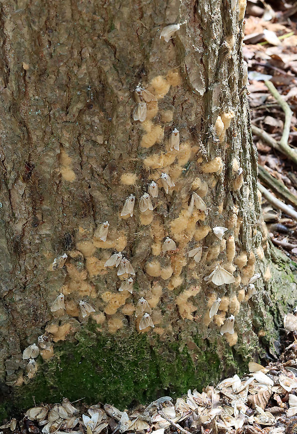 Gypsy Moths (Lymantria dispar) -- Egg Masses and Adults This normally dense, gorgeous forest has been decimated -- defoliated by gypsy moth caterpillars. Most have since pupated and many have already emerged as adults.<br />
<br />
This photos shows adults and egg masses at the base of a tree...Look at all those dead moths on the ground!<br />
<br />
Habitat: Mesic, mixed forest<br />
<br />
<br />
Sorry I go so fast with the video! I am a terrible videographer and was also getting bitten by incessant mosquitoes, which made me rush even more so than usual:<br />
<section class="video"><iframe width="448" height="252" src="https://player.vimeo.com/video/575172728?title=0&byline=0&portrait=0" frameborder="0"></iframe></section><br />
<section class="video"><iframe width="448" height="252" src="https://player.vimeo.com/video/575177442?title=0&byline=0&portrait=0" frameborder="0"></iframe></section><br />
<br />
<figure class="photo"><a href="https://www.jungledragon.com/image/118385/gypsy_moth_lymantria_dispar_--_female.html" title="Gypsy Moth (Lymantria dispar) -- Female"><img src="https://s3.amazonaws.com/media.jungledragon.com/images/3232/118385_thumb.jpg?AWSAccessKeyId=05GMT0V3GWVNE7GGM1R2&Expires=1767225610&Signature=bEKJXCUYoJiLuTNlSFQGhGOzHRw%3D" width="200" height="144" alt="Gypsy Moth (Lymantria dispar) -- Female This normally dense, gorgeous forest has been decimated -- defoliated by gypsy moth caterpillars. Most have since pupated and many have already emerged as adults such as this female who was seeking a spot to lay her eggs.<br />
<br />
Habitat: Mesic, mixed forest<br />
<br />
<br />
Sorry I go so fast with the video! I am a terrible videographer and was also getting bitten by incessant mosquitoes, which made me rush even more so than usual:<br />
https://vimeo.com/575172728<br />
https://vimeo.com/575177442<br />
<br />
https://www.jungledragon.com/image/118385/gypsy_moth_female_lymantria_dispar.html<br />
https://www.jungledragon.com/image/118393/gypsy_moth_lymantria_dispar_pupae_and_eggs.html<br />
https://www.jungledragon.com/image/118392/gypsy_moths_lymantria_dispar_-_egg_masses_and_adults.html<br />
https://www.jungledragon.com/image/118391/gypsy_moths_lymantria_dispar.html<br />
https://www.jungledragon.com/image/118390/gypsy_moths_lymantria_dispar.html<br />
https://www.jungledragon.com/image/118389/gypsy_moth_lymantria_dispar_--_female.html<br />
https://www.jungledragon.com/image/118388/gypsy_moths_lymantria_dispar_--_male_females_eggs.html<br />
https://www.jungledragon.com/image/118387/gypsy_moths_lymantria_dispar_--_pupae.html<br />
https://www.jungledragon.com/image/118386/gypsy_moth_lymantria_dispar_--_female_laying_eggs.html Geotagged,Gypsy moth,Lymantria dispar,Summer,United States" /></a></figure><br />
<figure class="photo"><a href="https://www.jungledragon.com/image/118393/gypsy_moths_lymantria_dispar_--_pupae_and_eggs.html" title="Gypsy Moths (Lymantria dispar) -- Pupae and Eggs"><img src="https://s3.amazonaws.com/media.jungledragon.com/images/3232/118393_thumb.jpg?AWSAccessKeyId=05GMT0V3GWVNE7GGM1R2&Expires=1767225610&Signature=vGAd4BypObhwLmAJT4sURli6NAs%3D" width="114" height="152" alt="Gypsy Moths (Lymantria dispar) -- Pupae and Eggs This normally dense, gorgeous forest has been decimated -- defoliated by gypsy moth caterpillars. Most have since pupated and many have already emerged as adults. This photo shows mostly pupae with a few adults and egg masses.<br />
<br />
Habitat: Mesic, mixed forest<br />
<br />
<br />
Sorry I go so fast with the video! I am a terrible videographer and was also getting bitten by incessant mosquitoes, which made me rush even more so than usual:<br />
https://vimeo.com/575172728<br />
https://vimeo.com/575177442<br />
<br />
https://www.jungledragon.com/image/118385/gypsy_moth_female_lymantria_dispar.html<br />
https://www.jungledragon.com/image/118393/gypsy_moth_lymantria_dispar_pupae_and_eggs.html<br />
https://www.jungledragon.com/image/118392/gypsy_moths_lymantria_dispar_-_egg_masses_and_adults.html<br />
https://www.jungledragon.com/image/118391/gypsy_moths_lymantria_dispar.html<br />
https://www.jungledragon.com/image/118390/gypsy_moths_lymantria_dispar.html<br />
https://www.jungledragon.com/image/118389/gypsy_moth_lymantria_dispar_--_female.html<br />
https://www.jungledragon.com/image/118388/gypsy_moths_lymantria_dispar_--_male_females_eggs.html<br />
https://www.jungledragon.com/image/118387/gypsy_moths_lymantria_dispar_--_pupae.html<br />
https://www.jungledragon.com/image/118386/gypsy_moth_lymantria_dispar_--_female_laying_eggs.html Geotagged,Gypsy moth,Lymantria dispar,Summer,United States" /></a></figure><br />
<figure class="photo"><a href="https://www.jungledragon.com/image/118392/gypsy_moths_lymantria_dispar_--_egg_masses_and_adults.html" title="Gypsy Moths (Lymantria dispar) -- Egg Masses and Adults"><img src="https://s3.amazonaws.com/media.jungledragon.com/images/3232/118392_thumb.jpg?AWSAccessKeyId=05GMT0V3GWVNE7GGM1R2&Expires=1767225610&Signature=SLgGswoxthY8aPzpcooJBNfSGa8%3D" width="106" height="152" alt="Gypsy Moths (Lymantria dispar) -- Egg Masses and Adults This normally dense, gorgeous forest has been decimated -- defoliated by gypsy moth caterpillars. Most have since pupated and many have already emerged as adults.<br />
<br />
This photos shows adults and egg masses at the base of a tree...Look at all those dead moths on the ground!<br />
<br />
Habitat: Mesic, mixed forest<br />
<br />
<br />
Sorry I go so fast with the video! I am a terrible videographer and was also getting bitten by incessant mosquitoes, which made me rush even more so than usual:<br />
https://vimeo.com/575172728<br />
https://vimeo.com/575177442<br />
<br />
https://www.jungledragon.com/image/118385/gypsy_moth_female_lymantria_dispar.html<br />
https://www.jungledragon.com/image/118393/gypsy_moth_lymantria_dispar_pupae_and_eggs.html<br />
https://www.jungledragon.com/image/118392/gypsy_moths_lymantria_dispar_-_egg_masses_and_adults.html<br />
https://www.jungledragon.com/image/118391/gypsy_moths_lymantria_dispar.html<br />
https://www.jungledragon.com/image/118390/gypsy_moths_lymantria_dispar.html<br />
https://www.jungledragon.com/image/118389/gypsy_moth_lymantria_dispar_--_female.html<br />
https://www.jungledragon.com/image/118388/gypsy_moths_lymantria_dispar_--_male_females_eggs.html<br />
https://www.jungledragon.com/image/118387/gypsy_moths_lymantria_dispar_--_pupae.html<br />
https://www.jungledragon.com/image/118386/gypsy_moth_lymantria_dispar_--_female_laying_eggs.html Geotagged,Gypsy moth,Lymantria dispar,Summer,United States" /></a></figure><br />
<figure class="photo"><a href="https://www.jungledragon.com/image/118391/gypsy_moths_lymantria_dispar.html" title="Gypsy Moths (Lymantria dispar)"><img src="https://s3.amazonaws.com/media.jungledragon.com/images/3232/118391_thumb.jpg?AWSAccessKeyId=05GMT0V3GWVNE7GGM1R2&Expires=1767225610&Signature=h2Y1345sG%2B%2FCwoVHMKaux2%2FGQRY%3D" width="112" height="152" alt="Gypsy Moths (Lymantria dispar) This normally dense, gorgeous forest has been decimated -- defoliated by gypsy moth caterpillars. Most have since pupated and many have already emerged as adults.<br />
<br />
Habitat: Mesic, mixed forest<br />
<br />
<br />
Sorry I go so fast with the video! I am a terrible videographer and was also getting bitten by incessant mosquitoes, which made me rush even more so than usual:<br />
https://vimeo.com/575172728<br />
https://vimeo.com/575177442<br />
<br />
https://www.jungledragon.com/image/118385/gypsy_moth_female_lymantria_dispar.html<br />
https://www.jungledragon.com/image/118393/gypsy_moth_lymantria_dispar_pupae_and_eggs.html<br />
https://www.jungledragon.com/image/118392/gypsy_moths_lymantria_dispar_-_egg_masses_and_adults.html<br />
https://www.jungledragon.com/image/118391/gypsy_moths_lymantria_dispar.html<br />
https://www.jungledragon.com/image/118390/gypsy_moths_lymantria_dispar.html<br />
https://www.jungledragon.com/image/118389/gypsy_moth_lymantria_dispar_--_female.html<br />
https://www.jungledragon.com/image/118388/gypsy_moths_lymantria_dispar_--_male_females_eggs.html<br />
https://www.jungledragon.com/image/118387/gypsy_moths_lymantria_dispar_--_pupae.html<br />
https://www.jungledragon.com/image/118386/gypsy_moth_lymantria_dispar_--_female_laying_eggs.html Geotagged,Gypsy moth,Lymantria dispar,Summer,United States" /></a></figure><br />
<figure class="photo"><a href="https://www.jungledragon.com/image/118390/gypsy_moths_lymantria_dispar.html" title="Gypsy Moths (Lymantria dispar)"><img src="https://s3.amazonaws.com/media.jungledragon.com/images/3232/118390_thumb.jpg?AWSAccessKeyId=05GMT0V3GWVNE7GGM1R2&Expires=1767225610&Signature=5fzUV2kOFViipnyhRwPdNXiofCk%3D" width="200" height="156" alt="Gypsy Moths (Lymantria dispar) This normally dense, gorgeous forest has been decimated -- defoliated by gypsy moth caterpillars. Most have since pupated and many have already emerged as adults.<br />
<br />
The conifer in this photo had been defoliated of its needles and there were clumps of pupae and egg masses woven in the branches.<br />
<br />
Habitat: Mesic, mixed forest<br />
<br />
<br />
Sorry I go so fast with the video! I am a terrible videographer and was also getting bitten by incessant mosquitoes, which made me rush even more so than usual:<br />
https://vimeo.com/575172728<br />
https://vimeo.com/575177442<br />
<br />
https://www.jungledragon.com/image/118385/gypsy_moth_female_lymantria_dispar.html<br />
https://www.jungledragon.com/image/118393/gypsy_moth_lymantria_dispar_pupae_and_eggs.html<br />
https://www.jungledragon.com/image/118392/gypsy_moths_lymantria_dispar_-_egg_masses_and_adults.html<br />
https://www.jungledragon.com/image/118391/gypsy_moths_lymantria_dispar.html<br />
https://www.jungledragon.com/image/118390/gypsy_moths_lymantria_dispar.html<br />
https://www.jungledragon.com/image/118389/gypsy_moth_lymantria_dispar_--_female.html<br />
https://www.jungledragon.com/image/118388/gypsy_moths_lymantria_dispar_--_male_females_eggs.html<br />
https://www.jungledragon.com/image/118387/gypsy_moths_lymantria_dispar_--_pupae.html<br />
https://www.jungledragon.com/image/118386/gypsy_moth_lymantria_dispar_--_female_laying_eggs.html Geotagged,Gypsy moth,Lymantria dispar,Summer,United States" /></a></figure><br />
<figure class="photo"><a href="https://www.jungledragon.com/image/118389/gypsy_moth_lymantria_dispar_--_female.html" title="Gypsy Moth (Lymantria dispar) -- Female"><img src="https://s3.amazonaws.com/media.jungledragon.com/images/3232/118389_thumb.jpg?AWSAccessKeyId=05GMT0V3GWVNE7GGM1R2&Expires=1767225610&Signature=mtdAIm2QRJ3iXQu15dg5dN4K1j8%3D" width="124" height="152" alt="Gypsy Moth (Lymantria dispar) -- Female This normally dense, gorgeous forest has been decimated -- defoliated by gypsy moth caterpillars. Most have since pupated and many have already emerged as adults such as this female who was laying eggs.<br />
<br />
Habitat: Mesic, mixed forest<br />
<br />
<br />
Sorry I go so fast with the video! I am a terrible videographer and was also getting bitten by incessant mosquitoes, which made me rush even more so than usual:<br />
https://vimeo.com/575172728<br />
https://vimeo.com/575177442<br />
<br />
https://www.jungledragon.com/image/118385/gypsy_moth_female_lymantria_dispar.html<br />
https://www.jungledragon.com/image/118393/gypsy_moth_lymantria_dispar_pupae_and_eggs.html<br />
https://www.jungledragon.com/image/118392/gypsy_moths_lymantria_dispar_-_egg_masses_and_adults.html<br />
https://www.jungledragon.com/image/118391/gypsy_moths_lymantria_dispar.html<br />
https://www.jungledragon.com/image/118390/gypsy_moths_lymantria_dispar.html<br />
https://www.jungledragon.com/image/118389/gypsy_moth_lymantria_dispar_--_female.html<br />
https://www.jungledragon.com/image/118388/gypsy_moths_lymantria_dispar_--_male_females_eggs.html<br />
https://www.jungledragon.com/image/118387/gypsy_moths_lymantria_dispar_--_pupae.html<br />
https://www.jungledragon.com/image/118386/gypsy_moth_lymantria_dispar_--_female_laying_eggs.html Geotagged,Gypsy moth,Lymantria dispar,Summer,United States" /></a></figure><br />
<figure class="photo"><a href="https://www.jungledragon.com/image/118388/gypsy_moths_lymantria_dispar_--_male_females_eggs.html" title="Gypsy Moths (Lymantria dispar) -- Male, Females, Eggs"><img src="https://s3.amazonaws.com/media.jungledragon.com/images/3232/118388_thumb.jpg?AWSAccessKeyId=05GMT0V3GWVNE7GGM1R2&Expires=1767225610&Signature=dpKHU89U6%2F6VN%2FuN7YSQYbo8ZlI%3D" width="114" height="152" alt="Gypsy Moths (Lymantria dispar) -- Male, Females, Eggs This normally dense, gorgeous forest has been decimated -- defoliated by gypsy moth caterpillars. Most have since pupated and many have already emerged as adults.<br />
<br />
In this photo, a male appeared to be trying to mate with a female who had already laid her eggs and was dead.<br />
<br />
Habitat: Mesic, mixed forest<br />
<br />
<br />
Sorry I go so fast with the video! I am a terrible videographer and was also getting bitten by incessant mosquitoes, which made me rush even more so than usual:<br />
https://vimeo.com/575172728<br />
https://vimeo.com/575177442<br />
<br />
https://www.jungledragon.com/image/118385/gypsy_moth_female_lymantria_dispar.html<br />
https://www.jungledragon.com/image/118393/gypsy_moth_lymantria_dispar_pupae_and_eggs.html<br />
https://www.jungledragon.com/image/118392/gypsy_moths_lymantria_dispar_-_egg_masses_and_adults.html<br />
https://www.jungledragon.com/image/118391/gypsy_moths_lymantria_dispar.html<br />
https://www.jungledragon.com/image/118390/gypsy_moths_lymantria_dispar.html<br />
https://www.jungledragon.com/image/118389/gypsy_moth_lymantria_dispar_--_female.html<br />
https://www.jungledragon.com/image/118388/gypsy_moths_lymantria_dispar_--_male_females_eggs.html<br />
https://www.jungledragon.com/image/118387/gypsy_moths_lymantria_dispar_--_pupae.html<br />
https://www.jungledragon.com/image/118386/gypsy_moth_lymantria_dispar_--_female_laying_eggs.html Geotagged,Gypsy moth,Lymantria dispar,Summer,United States" /></a></figure><br />
<figure class="photo"><a href="https://www.jungledragon.com/image/118387/gypsy_moths_lymantria_dispar_--_pupae.html" title="Gypsy Moths (Lymantria dispar) -- Pupae"><img src="https://s3.amazonaws.com/media.jungledragon.com/images/3232/118387_thumb.jpg?AWSAccessKeyId=05GMT0V3GWVNE7GGM1R2&Expires=1767225610&Signature=WjgENyX%2BDFan%2FFVeXasLEQs6%2BnY%3D" width="126" height="152" alt="Gypsy Moths (Lymantria dispar) -- Pupae This normally dense, gorgeous forest has been decimated -- defoliated by gypsy moth caterpillars. Most have since pupated and many have already emerged as adults.<br />
<br />
The pupae in this photo were wriggling a lot and I think they were still in the process of pupating.<br />
<br />
Habitat: Mesic, mixed forest<br />
<br />
<br />
Sorry I go so fast with the video! I am a terrible videographer and was also getting bitten by incessant mosquitoes, which made me rush even more so than usual:<br />
https://vimeo.com/575172728<br />
https://vimeo.com/575177442<br />
<br />
https://www.jungledragon.com/image/118385/gypsy_moth_female_lymantria_dispar.html<br />
https://www.jungledragon.com/image/118393/gypsy_moth_lymantria_dispar_pupae_and_eggs.html<br />
https://www.jungledragon.com/image/118392/gypsy_moths_lymantria_dispar_-_egg_masses_and_adults.html<br />
https://www.jungledragon.com/image/118391/gypsy_moths_lymantria_dispar.html<br />
https://www.jungledragon.com/image/118390/gypsy_moths_lymantria_dispar.html<br />
https://www.jungledragon.com/image/118389/gypsy_moth_lymantria_dispar_--_female.html<br />
https://www.jungledragon.com/image/118388/gypsy_moths_lymantria_dispar_--_male_females_eggs.html<br />
https://www.jungledragon.com/image/118387/gypsy_moths_lymantria_dispar_--_pupae.html<br />
https://www.jungledragon.com/image/118386/gypsy_moth_lymantria_dispar_--_female_laying_eggs.html Geotagged,Gypsy moth,Lymantria dispar,Summer,United States" /></a></figure><br />
<figure class="photo"><a href="https://www.jungledragon.com/image/118386/gypsy_moth_lymantria_dispar_--_female_laying_eggs.html" title="Gypsy Moth (Lymantria dispar) -- Female Laying Eggs"><img src="https://s3.amazonaws.com/media.jungledragon.com/images/3232/118386_thumb.jpg?AWSAccessKeyId=05GMT0V3GWVNE7GGM1R2&Expires=1767225610&Signature=SSkeL7IhL2qYIqBcBIUih35rt0Q%3D" width="114" height="152" alt="Gypsy Moth (Lymantria dispar) -- Female Laying Eggs This normally dense, gorgeous forest has been decimated -- defoliated by gypsy moth caterpillars. Most have since pupated and many have already emerged as adults such as this female who was laying eggs.<br />
<br />
Habitat: Mesic, mixed forest<br />
<br />
<br />
Sorry I go so fast with the video! I am a terrible videographer and was also getting bitten by incessant mosquitoes, which made me rush even more so than usual:<br />
https://vimeo.com/575172728<br />
https://vimeo.com/575177442<br />
<br />
https://www.jungledragon.com/image/118385/gypsy_moth_female_lymantria_dispar.html<br />
https://www.jungledragon.com/image/118393/gypsy_moth_lymantria_dispar_pupae_and_eggs.html<br />
https://www.jungledragon.com/image/118392/gypsy_moths_lymantria_dispar_-_egg_masses_and_adults.html<br />
https://www.jungledragon.com/image/118391/gypsy_moths_lymantria_dispar.html<br />
https://www.jungledragon.com/image/118390/gypsy_moths_lymantria_dispar.html<br />
https://www.jungledragon.com/image/118389/gypsy_moth_lymantria_dispar_--_female.html<br />
https://www.jungledragon.com/image/118388/gypsy_moths_lymantria_dispar_--_male_females_eggs.html<br />
https://www.jungledragon.com/image/118387/gypsy_moths_lymantria_dispar_--_pupae.html<br />
https://www.jungledragon.com/image/118386/gypsy_moth_lymantria_dispar_--_female_laying_eggs.html Geotagged,Gypsy moth,Lymantria dispar,Summer,United States" /></a></figure> Geotagged,Gypsy moth,Lymantria dispar,Summer,United States