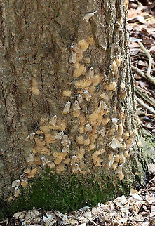 Gypsy Moths (Lymantria dispar) -- Egg Masses and Adults This normally dense, gorgeous forest has been decimated -- defoliated by gypsy moth caterpillars. Most have since pupated and many have already emerged as adults.

This photos shows adults and egg masses at the base of a tree...Look at all those dead moths on the ground!

Habitat: Mesic, mixed forest


Sorry I go so fast with the video! I am a terrible videographer and was also getting bitten by incessant mosquitoes, which made me rush even more so than usual:
https://vimeo.com/575172728
https://vimeo.com/575177442

https://www.jungledragon.com/image/118385/gypsy_moth_female_lymantria_dispar.html
https://www.jungledragon.com/image/118393/gypsy_moth_lymantria_dispar_pupae_and_eggs.html
https://www.jungledragon.com/image/118392/gypsy_moths_lymantria_dispar_-_egg_masses_and_adults.html
https://www.jungledragon.com/image/118391/gypsy_moths_lymantria_dispar.html
https://www.jungledragon.com/image/118390/gypsy_moths_lymantria_dispar.html
https://www.jungledragon.com/image/118389/gypsy_moth_lymantria_dispar_--_female.html
https://www.jungledragon.com/image/118388/gypsy_moths_lymantria_dispar_--_male_females_eggs.html
https://www.jungledragon.com/image/118387/gypsy_moths_lymantria_dispar_--_pupae.html
https://www.jungledragon.com/image/118386/gypsy_moth_lymantria_dispar_--_female_laying_eggs.html Geotagged,Gypsy moth,Lymantria dispar,Summer,United States