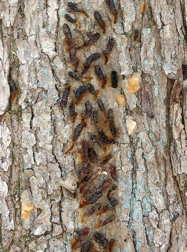 Gypsy Moths (Lymantria dispar) -- Pupae and Eggs This normally dense, gorgeous forest has been decimated -- defoliated by gypsy moth caterpillars. Most have since pupated and many have already emerged as adults. This photo shows mostly pupae with a few adults and egg masses.<br />
<br />
Habitat: Mesic, mixed forest<br />
<br />
<br />
Sorry I go so fast with the video! I am a terrible videographer and was also getting bitten by incessant mosquitoes, which made me rush even more so than usual:<br />
<section class="video"><iframe width="448" height="252" src="https://player.vimeo.com/video/575172728?title=0&byline=0&portrait=0" frameborder="0"></iframe></section><br />
<section class="video"><iframe width="448" height="252" src="https://player.vimeo.com/video/575177442?title=0&byline=0&portrait=0" frameborder="0"></iframe></section><br />
<br />
<figure class="photo"><a href="https://www.jungledragon.com/image/118385/gypsy_moth_lymantria_dispar_--_female.html" title="Gypsy Moth (Lymantria dispar) -- Female"><img src="https://s3.amazonaws.com/media.jungledragon.com/images/3232/118385_thumb.jpg?AWSAccessKeyId=05GMT0V3GWVNE7GGM1R2&Expires=1759968010&Signature=mrc4MouHwr5c3mYmTK4XPFF6QB8%3D" width="200" height="144" alt="Gypsy Moth (Lymantria dispar) -- Female This normally dense, gorgeous forest has been decimated -- defoliated by gypsy moth caterpillars. Most have since pupated and many have already emerged as adults such as this female who was seeking a spot to lay her eggs.<br />
<br />
Habitat: Mesic, mixed forest<br />
<br />
<br />
Sorry I go so fast with the video! I am a terrible videographer and was also getting bitten by incessant mosquitoes, which made me rush even more so than usual:<br />
https://vimeo.com/575172728<br />
https://vimeo.com/575177442<br />
<br />
https://www.jungledragon.com/image/118385/gypsy_moth_female_lymantria_dispar.html<br />
https://www.jungledragon.com/image/118393/gypsy_moth_lymantria_dispar_pupae_and_eggs.html<br />
https://www.jungledragon.com/image/118392/gypsy_moths_lymantria_dispar_-_egg_masses_and_adults.html<br />
https://www.jungledragon.com/image/118391/gypsy_moths_lymantria_dispar.html<br />
https://www.jungledragon.com/image/118390/gypsy_moths_lymantria_dispar.html<br />
https://www.jungledragon.com/image/118389/gypsy_moth_lymantria_dispar_--_female.html<br />
https://www.jungledragon.com/image/118388/gypsy_moths_lymantria_dispar_--_male_females_eggs.html<br />
https://www.jungledragon.com/image/118387/gypsy_moths_lymantria_dispar_--_pupae.html<br />
https://www.jungledragon.com/image/118386/gypsy_moth_lymantria_dispar_--_female_laying_eggs.html Geotagged,Gypsy moth,Lymantria dispar,Summer,United States" /></a></figure><br />
<figure class="photo"><a href="https://www.jungledragon.com/image/118393/gypsy_moths_lymantria_dispar_--_pupae_and_eggs.html" title="Gypsy Moths (Lymantria dispar) -- Pupae and Eggs"><img src="https://s3.amazonaws.com/media.jungledragon.com/images/3232/118393_thumb.jpg?AWSAccessKeyId=05GMT0V3GWVNE7GGM1R2&Expires=1759968010&Signature=E%2FSnHHAFCglWIz9UA%2FeEHJ1aSLY%3D" width="114" height="152" alt="Gypsy Moths (Lymantria dispar) -- Pupae and Eggs This normally dense, gorgeous forest has been decimated -- defoliated by gypsy moth caterpillars. Most have since pupated and many have already emerged as adults. This photo shows mostly pupae with a few adults and egg masses.<br />
<br />
Habitat: Mesic, mixed forest<br />
<br />
<br />
Sorry I go so fast with the video! I am a terrible videographer and was also getting bitten by incessant mosquitoes, which made me rush even more so than usual:<br />
https://vimeo.com/575172728<br />
https://vimeo.com/575177442<br />
<br />
https://www.jungledragon.com/image/118385/gypsy_moth_female_lymantria_dispar.html<br />
https://www.jungledragon.com/image/118393/gypsy_moth_lymantria_dispar_pupae_and_eggs.html<br />
https://www.jungledragon.com/image/118392/gypsy_moths_lymantria_dispar_-_egg_masses_and_adults.html<br />
https://www.jungledragon.com/image/118391/gypsy_moths_lymantria_dispar.html<br />
https://www.jungledragon.com/image/118390/gypsy_moths_lymantria_dispar.html<br />
https://www.jungledragon.com/image/118389/gypsy_moth_lymantria_dispar_--_female.html<br />
https://www.jungledragon.com/image/118388/gypsy_moths_lymantria_dispar_--_male_females_eggs.html<br />
https://www.jungledragon.com/image/118387/gypsy_moths_lymantria_dispar_--_pupae.html<br />
https://www.jungledragon.com/image/118386/gypsy_moth_lymantria_dispar_--_female_laying_eggs.html Geotagged,Gypsy moth,Lymantria dispar,Summer,United States" /></a></figure><br />
<figure class="photo"><a href="https://www.jungledragon.com/image/118392/gypsy_moths_lymantria_dispar_--_egg_masses_and_adults.html" title="Gypsy Moths (Lymantria dispar) -- Egg Masses and Adults"><img src="https://s3.amazonaws.com/media.jungledragon.com/images/3232/118392_thumb.jpg?AWSAccessKeyId=05GMT0V3GWVNE7GGM1R2&Expires=1759968010&Signature=Hun74wdAC9tTNPXSK6TTc77hBeQ%3D" width="106" height="152" alt="Gypsy Moths (Lymantria dispar) -- Egg Masses and Adults This normally dense, gorgeous forest has been decimated -- defoliated by gypsy moth caterpillars. Most have since pupated and many have already emerged as adults.<br />
<br />
This photos shows adults and egg masses at the base of a tree...Look at all those dead moths on the ground!<br />
<br />
Habitat: Mesic, mixed forest<br />
<br />
<br />
Sorry I go so fast with the video! I am a terrible videographer and was also getting bitten by incessant mosquitoes, which made me rush even more so than usual:<br />
https://vimeo.com/575172728<br />
https://vimeo.com/575177442<br />
<br />
https://www.jungledragon.com/image/118385/gypsy_moth_female_lymantria_dispar.html<br />
https://www.jungledragon.com/image/118393/gypsy_moth_lymantria_dispar_pupae_and_eggs.html<br />
https://www.jungledragon.com/image/118392/gypsy_moths_lymantria_dispar_-_egg_masses_and_adults.html<br />
https://www.jungledragon.com/image/118391/gypsy_moths_lymantria_dispar.html<br />
https://www.jungledragon.com/image/118390/gypsy_moths_lymantria_dispar.html<br />
https://www.jungledragon.com/image/118389/gypsy_moth_lymantria_dispar_--_female.html<br />
https://www.jungledragon.com/image/118388/gypsy_moths_lymantria_dispar_--_male_females_eggs.html<br />
https://www.jungledragon.com/image/118387/gypsy_moths_lymantria_dispar_--_pupae.html<br />
https://www.jungledragon.com/image/118386/gypsy_moth_lymantria_dispar_--_female_laying_eggs.html Geotagged,Gypsy moth,Lymantria dispar,Summer,United States" /></a></figure><br />
<figure class="photo"><a href="https://www.jungledragon.com/image/118391/gypsy_moths_lymantria_dispar.html" title="Gypsy Moths (Lymantria dispar)"><img src="https://s3.amazonaws.com/media.jungledragon.com/images/3232/118391_thumb.jpg?AWSAccessKeyId=05GMT0V3GWVNE7GGM1R2&Expires=1759968010&Signature=7vha7KioWY91IMyva%2FYD0cLXBRc%3D" width="112" height="152" alt="Gypsy Moths (Lymantria dispar) This normally dense, gorgeous forest has been decimated -- defoliated by gypsy moth caterpillars. Most have since pupated and many have already emerged as adults.<br />
<br />
Habitat: Mesic, mixed forest<br />
<br />
<br />
Sorry I go so fast with the video! I am a terrible videographer and was also getting bitten by incessant mosquitoes, which made me rush even more so than usual:<br />
https://vimeo.com/575172728<br />
https://vimeo.com/575177442<br />
<br />
https://www.jungledragon.com/image/118385/gypsy_moth_female_lymantria_dispar.html<br />
https://www.jungledragon.com/image/118393/gypsy_moth_lymantria_dispar_pupae_and_eggs.html<br />
https://www.jungledragon.com/image/118392/gypsy_moths_lymantria_dispar_-_egg_masses_and_adults.html<br />
https://www.jungledragon.com/image/118391/gypsy_moths_lymantria_dispar.html<br />
https://www.jungledragon.com/image/118390/gypsy_moths_lymantria_dispar.html<br />
https://www.jungledragon.com/image/118389/gypsy_moth_lymantria_dispar_--_female.html<br />
https://www.jungledragon.com/image/118388/gypsy_moths_lymantria_dispar_--_male_females_eggs.html<br />
https://www.jungledragon.com/image/118387/gypsy_moths_lymantria_dispar_--_pupae.html<br />
https://www.jungledragon.com/image/118386/gypsy_moth_lymantria_dispar_--_female_laying_eggs.html Geotagged,Gypsy moth,Lymantria dispar,Summer,United States" /></a></figure><br />
<figure class="photo"><a href="https://www.jungledragon.com/image/118390/gypsy_moths_lymantria_dispar.html" title="Gypsy Moths (Lymantria dispar)"><img src="https://s3.amazonaws.com/media.jungledragon.com/images/3232/118390_thumb.jpg?AWSAccessKeyId=05GMT0V3GWVNE7GGM1R2&Expires=1759968010&Signature=rwwvsGHjLIW0eLtWowqz48%2F7UCc%3D" width="200" height="156" alt="Gypsy Moths (Lymantria dispar) This normally dense, gorgeous forest has been decimated -- defoliated by gypsy moth caterpillars. Most have since pupated and many have already emerged as adults.<br />
<br />
The conifer in this photo had been defoliated of its needles and there were clumps of pupae and egg masses woven in the branches.<br />
<br />
Habitat: Mesic, mixed forest<br />
<br />
<br />
Sorry I go so fast with the video! I am a terrible videographer and was also getting bitten by incessant mosquitoes, which made me rush even more so than usual:<br />
https://vimeo.com/575172728<br />
https://vimeo.com/575177442<br />
<br />
https://www.jungledragon.com/image/118385/gypsy_moth_female_lymantria_dispar.html<br />
https://www.jungledragon.com/image/118393/gypsy_moth_lymantria_dispar_pupae_and_eggs.html<br />
https://www.jungledragon.com/image/118392/gypsy_moths_lymantria_dispar_-_egg_masses_and_adults.html<br />
https://www.jungledragon.com/image/118391/gypsy_moths_lymantria_dispar.html<br />
https://www.jungledragon.com/image/118390/gypsy_moths_lymantria_dispar.html<br />
https://www.jungledragon.com/image/118389/gypsy_moth_lymantria_dispar_--_female.html<br />
https://www.jungledragon.com/image/118388/gypsy_moths_lymantria_dispar_--_male_females_eggs.html<br />
https://www.jungledragon.com/image/118387/gypsy_moths_lymantria_dispar_--_pupae.html<br />
https://www.jungledragon.com/image/118386/gypsy_moth_lymantria_dispar_--_female_laying_eggs.html Geotagged,Gypsy moth,Lymantria dispar,Summer,United States" /></a></figure><br />
<figure class="photo"><a href="https://www.jungledragon.com/image/118389/gypsy_moth_lymantria_dispar_--_female.html" title="Gypsy Moth (Lymantria dispar) -- Female"><img src="https://s3.amazonaws.com/media.jungledragon.com/images/3232/118389_thumb.jpg?AWSAccessKeyId=05GMT0V3GWVNE7GGM1R2&Expires=1759968010&Signature=sxV2ENXQgdfVgN%2BN6A5oa3g7vMk%3D" width="124" height="152" alt="Gypsy Moth (Lymantria dispar) -- Female This normally dense, gorgeous forest has been decimated -- defoliated by gypsy moth caterpillars. Most have since pupated and many have already emerged as adults such as this female who was laying eggs.<br />
<br />
Habitat: Mesic, mixed forest<br />
<br />
<br />
Sorry I go so fast with the video! I am a terrible videographer and was also getting bitten by incessant mosquitoes, which made me rush even more so than usual:<br />
https://vimeo.com/575172728<br />
https://vimeo.com/575177442<br />
<br />
https://www.jungledragon.com/image/118385/gypsy_moth_female_lymantria_dispar.html<br />
https://www.jungledragon.com/image/118393/gypsy_moth_lymantria_dispar_pupae_and_eggs.html<br />
https://www.jungledragon.com/image/118392/gypsy_moths_lymantria_dispar_-_egg_masses_and_adults.html<br />
https://www.jungledragon.com/image/118391/gypsy_moths_lymantria_dispar.html<br />
https://www.jungledragon.com/image/118390/gypsy_moths_lymantria_dispar.html<br />
https://www.jungledragon.com/image/118389/gypsy_moth_lymantria_dispar_--_female.html<br />
https://www.jungledragon.com/image/118388/gypsy_moths_lymantria_dispar_--_male_females_eggs.html<br />
https://www.jungledragon.com/image/118387/gypsy_moths_lymantria_dispar_--_pupae.html<br />
https://www.jungledragon.com/image/118386/gypsy_moth_lymantria_dispar_--_female_laying_eggs.html Geotagged,Gypsy moth,Lymantria dispar,Summer,United States" /></a></figure><br />
<figure class="photo"><a href="https://www.jungledragon.com/image/118388/gypsy_moths_lymantria_dispar_--_male_females_eggs.html" title="Gypsy Moths (Lymantria dispar) -- Male, Females, Eggs"><img src="https://s3.amazonaws.com/media.jungledragon.com/images/3232/118388_thumb.jpg?AWSAccessKeyId=05GMT0V3GWVNE7GGM1R2&Expires=1759968010&Signature=uXKVsP9yeOQ65QoPqCK1EDO7xlU%3D" width="114" height="152" alt="Gypsy Moths (Lymantria dispar) -- Male, Females, Eggs This normally dense, gorgeous forest has been decimated -- defoliated by gypsy moth caterpillars. Most have since pupated and many have already emerged as adults.<br />
<br />
In this photo, a male appeared to be trying to mate with a female who had already laid her eggs and was dead.<br />
<br />
Habitat: Mesic, mixed forest<br />
<br />
<br />
Sorry I go so fast with the video! I am a terrible videographer and was also getting bitten by incessant mosquitoes, which made me rush even more so than usual:<br />
https://vimeo.com/575172728<br />
https://vimeo.com/575177442<br />
<br />
https://www.jungledragon.com/image/118385/gypsy_moth_female_lymantria_dispar.html<br />
https://www.jungledragon.com/image/118393/gypsy_moth_lymantria_dispar_pupae_and_eggs.html<br />
https://www.jungledragon.com/image/118392/gypsy_moths_lymantria_dispar_-_egg_masses_and_adults.html<br />
https://www.jungledragon.com/image/118391/gypsy_moths_lymantria_dispar.html<br />
https://www.jungledragon.com/image/118390/gypsy_moths_lymantria_dispar.html<br />
https://www.jungledragon.com/image/118389/gypsy_moth_lymantria_dispar_--_female.html<br />
https://www.jungledragon.com/image/118388/gypsy_moths_lymantria_dispar_--_male_females_eggs.html<br />
https://www.jungledragon.com/image/118387/gypsy_moths_lymantria_dispar_--_pupae.html<br />
https://www.jungledragon.com/image/118386/gypsy_moth_lymantria_dispar_--_female_laying_eggs.html Geotagged,Gypsy moth,Lymantria dispar,Summer,United States" /></a></figure><br />
<figure class="photo"><a href="https://www.jungledragon.com/image/118387/gypsy_moths_lymantria_dispar_--_pupae.html" title="Gypsy Moths (Lymantria dispar) -- Pupae"><img src="https://s3.amazonaws.com/media.jungledragon.com/images/3232/118387_thumb.jpg?AWSAccessKeyId=05GMT0V3GWVNE7GGM1R2&Expires=1759968010&Signature=PLNTqmaqQYucr5K7mr1anK43VM8%3D" width="126" height="152" alt="Gypsy Moths (Lymantria dispar) -- Pupae This normally dense, gorgeous forest has been decimated -- defoliated by gypsy moth caterpillars. Most have since pupated and many have already emerged as adults.<br />
<br />
The pupae in this photo were wriggling a lot and I think they were still in the process of pupating.<br />
<br />
Habitat: Mesic, mixed forest<br />
<br />
<br />
Sorry I go so fast with the video! I am a terrible videographer and was also getting bitten by incessant mosquitoes, which made me rush even more so than usual:<br />
https://vimeo.com/575172728<br />
https://vimeo.com/575177442<br />
<br />
https://www.jungledragon.com/image/118385/gypsy_moth_female_lymantria_dispar.html<br />
https://www.jungledragon.com/image/118393/gypsy_moth_lymantria_dispar_pupae_and_eggs.html<br />
https://www.jungledragon.com/image/118392/gypsy_moths_lymantria_dispar_-_egg_masses_and_adults.html<br />
https://www.jungledragon.com/image/118391/gypsy_moths_lymantria_dispar.html<br />
https://www.jungledragon.com/image/118390/gypsy_moths_lymantria_dispar.html<br />
https://www.jungledragon.com/image/118389/gypsy_moth_lymantria_dispar_--_female.html<br />
https://www.jungledragon.com/image/118388/gypsy_moths_lymantria_dispar_--_male_females_eggs.html<br />
https://www.jungledragon.com/image/118387/gypsy_moths_lymantria_dispar_--_pupae.html<br />
https://www.jungledragon.com/image/118386/gypsy_moth_lymantria_dispar_--_female_laying_eggs.html Geotagged,Gypsy moth,Lymantria dispar,Summer,United States" /></a></figure><br />
<figure class="photo"><a href="https://www.jungledragon.com/image/118386/gypsy_moth_lymantria_dispar_--_female_laying_eggs.html" title="Gypsy Moth (Lymantria dispar) -- Female Laying Eggs"><img src="https://s3.amazonaws.com/media.jungledragon.com/images/3232/118386_thumb.jpg?AWSAccessKeyId=05GMT0V3GWVNE7GGM1R2&Expires=1759968010&Signature=edAc9A9ZACRGDxGtUq7OsQoLfYE%3D" width="114" height="152" alt="Gypsy Moth (Lymantria dispar) -- Female Laying Eggs This normally dense, gorgeous forest has been decimated -- defoliated by gypsy moth caterpillars. Most have since pupated and many have already emerged as adults such as this female who was laying eggs.<br />
<br />
Habitat: Mesic, mixed forest<br />
<br />
<br />
Sorry I go so fast with the video! I am a terrible videographer and was also getting bitten by incessant mosquitoes, which made me rush even more so than usual:<br />
https://vimeo.com/575172728<br />
https://vimeo.com/575177442<br />
<br />
https://www.jungledragon.com/image/118385/gypsy_moth_female_lymantria_dispar.html<br />
https://www.jungledragon.com/image/118393/gypsy_moth_lymantria_dispar_pupae_and_eggs.html<br />
https://www.jungledragon.com/image/118392/gypsy_moths_lymantria_dispar_-_egg_masses_and_adults.html<br />
https://www.jungledragon.com/image/118391/gypsy_moths_lymantria_dispar.html<br />
https://www.jungledragon.com/image/118390/gypsy_moths_lymantria_dispar.html<br />
https://www.jungledragon.com/image/118389/gypsy_moth_lymantria_dispar_--_female.html<br />
https://www.jungledragon.com/image/118388/gypsy_moths_lymantria_dispar_--_male_females_eggs.html<br />
https://www.jungledragon.com/image/118387/gypsy_moths_lymantria_dispar_--_pupae.html<br />
https://www.jungledragon.com/image/118386/gypsy_moth_lymantria_dispar_--_female_laying_eggs.html Geotagged,Gypsy moth,Lymantria dispar,Summer,United States" /></a></figure> Geotagged,Gypsy moth,Lymantria dispar,Summer,United States