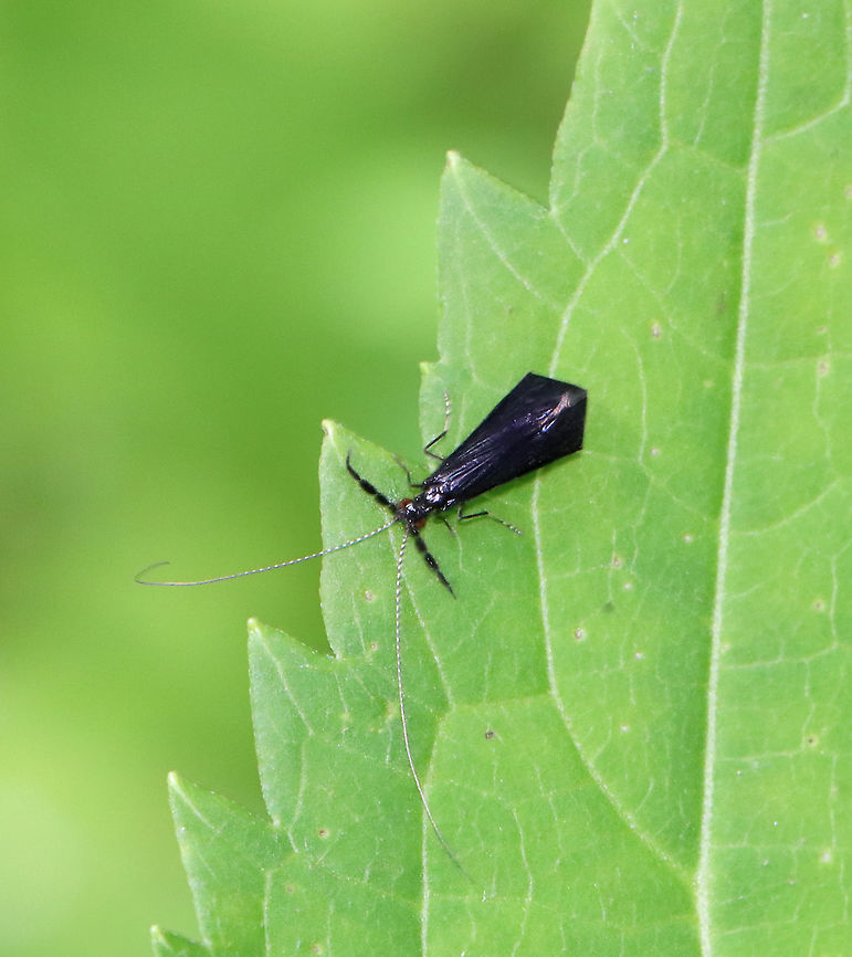 Black Dancer - Mystacides sepulchralis This caddisfly was so fast! It was scurrying all over low vegetation in a flood plain.<br />
<br />
Habitat: Mixed forest; river floodplain Black Dancer,Geotagged,Leptoceridae,Mystacides,Mystacides sepulchralis,Summer,Trichoptera,United States,caddisfly