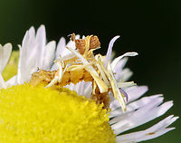 Wavy-lined Emerald Caterpillar - Synchlora aerata The caterpillars of this species camouflage themselves with plant fragments as they feed!<br />
<br />
Habitat: Garden<br />
https://www.jungledragon.com/image/118439/wavy-lined_emerald_caterpillar_-_synchlora_aerata.html<br />
https://www.jungledragon.com/image/118441/wavy-lined_emerald_caterpillar_-_synchlora_aerata.html<br />
https://www.jungledragon.com/image/118440/wavy-lined_emerald_caterpillar_-_synchlora_aerata.html Geotagged,Summer,Synchlora aerata,United States,Wavy-lined emerald moth