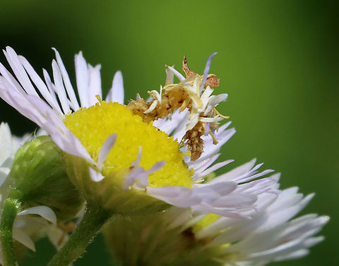 Wavy-lined Emerald Caterpillar - Synchlora aerata The caterpillars of this species camouflage themselves with plant fragments as they feed!

Habitat: Garden
https://www.jungledragon.com/image/118439/wavy-lined_emerald_caterpillar_-_synchlora_aerata.html
https://www.jungledragon.com/image/118441/wavy-lined_emerald_caterpillar_-_synchlora_aerata.html
https://www.jungledragon.com/image/118440/wavy-lined_emerald_caterpillar_-_synchlora_aerata.html Camouflage,Geotagged,Summer,Synchlora,Synchlora aerata,United States,Wavy-lined emerald caterpillar,caterpillar,larva