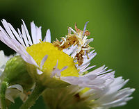 Wavy-lined Emerald Caterpillar - Synchlora aerata The caterpillars of this species camouflage themselves with plant fragments as they feed!<br />
<br />
Habitat: Garden<br />
https://www.jungledragon.com/image/118439/wavy-lined_emerald_caterpillar_-_synchlora_aerata.html<br />
https://www.jungledragon.com/image/118441/wavy-lined_emerald_caterpillar_-_synchlora_aerata.html<br />
https://www.jungledragon.com/image/118440/wavy-lined_emerald_caterpillar_-_synchlora_aerata.html Camouflage,Geotagged,Summer,Synchlora,Synchlora aerata,United States,Wavy-lined emerald caterpillar,caterpillar,larva