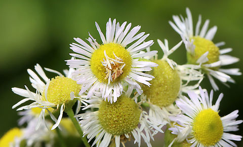 Wavy-lined Emerald Caterpillar - Synchlora aerata The caterpillars of this species camouflage themselves with plant fragments as they feed!

Habitat: Garden
https://www.jungledragon.com/image/118439/wavy-lined_emerald_caterpillar_-_synchlora_aerata.html
https://www.jungledragon.com/image/118441/wavy-lined_emerald_caterpillar_-_synchlora_aerata.html
https://www.jungledragon.com/image/118440/wavy-lined_emerald_caterpillar_-_synchlora_aerata.html Geotagged,Summer,Synchlora aerata,United States,Wavy-lined emerald moth