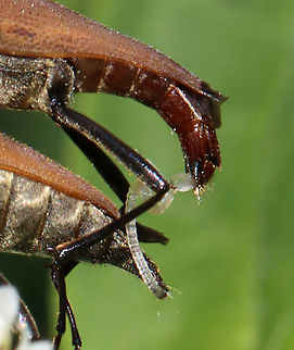 Brachyleptura rubrica Could also be Brachyleptura champlaini? 

Similar situation as with Lisa's photo here:
https://www.jungledragon.com/image/117289/brachyleptura_rubrica.html

Habitat: On swamp milkweed (Asclepias incarnata)
https://www.jungledragon.com/image/118442/brachyleptura_rubrica.html
https://www.jungledragon.com/image/118445/brachyleptura_rubrica.html
https://www.jungledragon.com/image/118444/brachyleptura_rubrica.html
https://www.jungledragon.com/image/118443/brachyleptura_rubrica.html Brachyleptura rubrica,Geotagged,Summer,United States