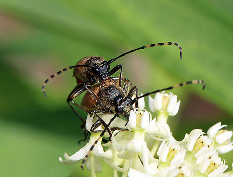Brachyleptura rubrica Could also be Brachyleptura champlaini? 

Similar situation as with Lisa's photo here:
https://www.jungledragon.com/image/117289/brachyleptura_rubrica.html

Habitat: On swamp milkweed (Asclepias incarnata)
https://www.jungledragon.com/image/118442/brachyleptura_rubrica.html
https://www.jungledragon.com/image/118445/brachyleptura_rubrica.html
https://www.jungledragon.com/image/118444/brachyleptura_rubrica.html
https://www.jungledragon.com/image/118443/brachyleptura_rubrica.html Brachyleptura rubrica,Geotagged,Summer,United States