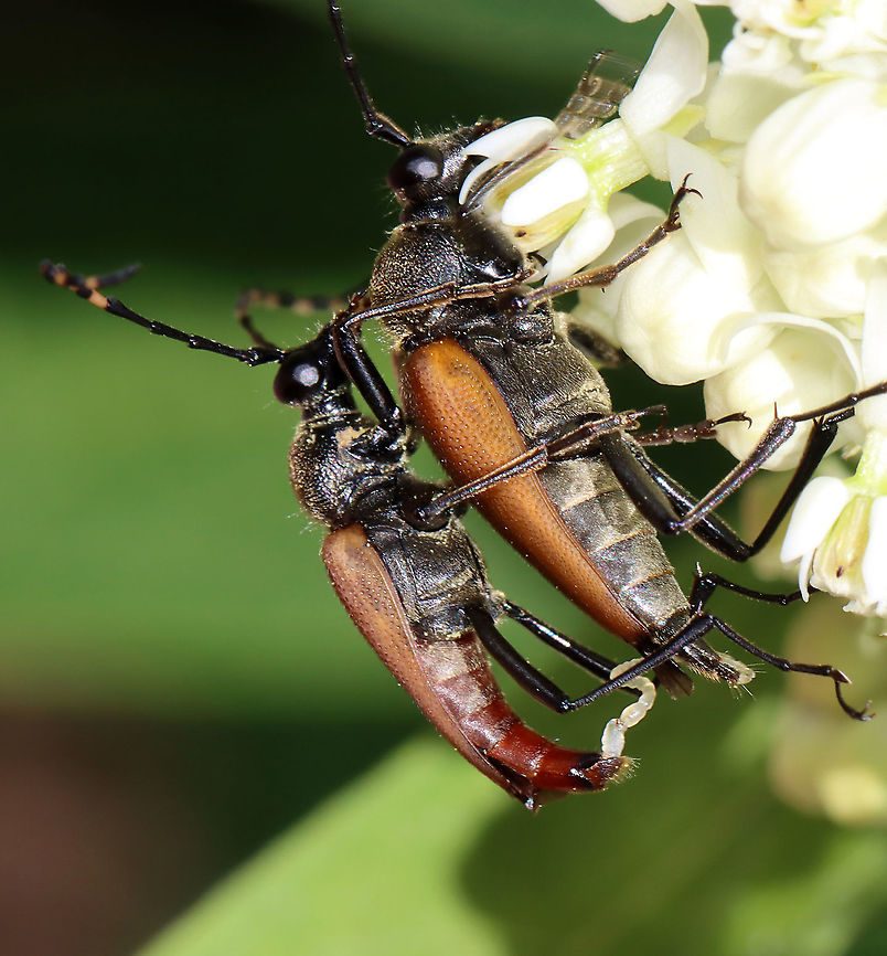 Brachyleptura rubrica Could also be Brachyleptura champlaini? <br />
<br />
Similar situation as with Lisa's photo here:<br />
<figure class="photo"><a href="https://www.jungledragon.com/image/117289/brachyleptura_rubrica.html" title="Brachyleptura rubrica"><img src="https://s3.amazonaws.com/media.jungledragon.com/images/3231/117289_thumb.jpg?AWSAccessKeyId=05GMT0V3GWVNE7GGM1R2&Expires=1769040010&Signature=N09qUuVvCzfpwU2CwEDjrVU925Q%3D" width="200" height="134" alt="Brachyleptura rubrica At a mixed forest edge.<br />
 Brachyleptura rubrica,Geotagged,Summer,United States" /></a></figure><br />
<br />
Habitat: On swamp milkweed (Asclepias incarnata)<br />
<figure class="photo"><a href="https://www.jungledragon.com/image/118442/brachyleptura_rubrica.html" title="Brachyleptura rubrica"><img src="https://s3.amazonaws.com/media.jungledragon.com/images/3232/118442_thumb.jpg?AWSAccessKeyId=05GMT0V3GWVNE7GGM1R2&Expires=1769040010&Signature=VW4E8ueoYNE%2FQ7EICu1x8lXPW0w%3D" width="128" height="152" alt="Brachyleptura rubrica Could also be Brachyleptura champlaini? <br />
<br />
Similar situation as with Lisa's photo here:<br />
https://www.jungledragon.com/image/117289/brachyleptura_rubrica.html<br />
<br />
Habitat: On swamp milkweed (Asclepias incarnata)<br />
https://www.jungledragon.com/image/118442/brachyleptura_rubrica.html<br />
https://www.jungledragon.com/image/118445/brachyleptura_rubrica.html<br />
https://www.jungledragon.com/image/118444/brachyleptura_rubrica.html<br />
https://www.jungledragon.com/image/118443/brachyleptura_rubrica.html Brachyleptura rubrica,Geotagged,Summer,United States" /></a></figure><br />
<figure class="photo"><a href="https://www.jungledragon.com/image/118445/brachyleptura_rubrica.html" title="Brachyleptura rubrica"><img src="https://s3.amazonaws.com/media.jungledragon.com/images/3232/118445_thumb.jpg?AWSAccessKeyId=05GMT0V3GWVNE7GGM1R2&Expires=1769040010&Signature=m2SlcS6hKwHhpHZixUcKNO3D3%2FU%3D" width="132" height="152" alt="Brachyleptura rubrica Could also be Brachyleptura champlaini? <br />
<br />
Similar situation as with Lisa's photo here:<br />
https://www.jungledragon.com/image/117289/brachyleptura_rubrica.html<br />
<br />
Habitat: On swamp milkweed (Asclepias incarnata)<br />
https://www.jungledragon.com/image/118442/brachyleptura_rubrica.html<br />
https://www.jungledragon.com/image/118445/brachyleptura_rubrica.html<br />
https://www.jungledragon.com/image/118444/brachyleptura_rubrica.html<br />
https://www.jungledragon.com/image/118443/brachyleptura_rubrica.html Brachyleptura,Brachyleptura rubrica,Geotagged,Summer,United States" /></a></figure><br />
<figure class="photo"><a href="https://www.jungledragon.com/image/118444/brachyleptura_rubrica.html" title="Brachyleptura rubrica"><img src="https://s3.amazonaws.com/media.jungledragon.com/images/3232/118444_thumb.jpg?AWSAccessKeyId=05GMT0V3GWVNE7GGM1R2&Expires=1769040010&Signature=VAG8HPNBbnijvo8N5A96QbZ28bQ%3D" width="142" height="152" alt="Brachyleptura rubrica Could also be Brachyleptura champlaini? <br />
<br />
Similar situation as with Lisa's photo here:<br />
https://www.jungledragon.com/image/117289/brachyleptura_rubrica.html<br />
<br />
Habitat: On swamp milkweed (Asclepias incarnata)<br />
https://www.jungledragon.com/image/118442/brachyleptura_rubrica.html<br />
https://www.jungledragon.com/image/118445/brachyleptura_rubrica.html<br />
https://www.jungledragon.com/image/118444/brachyleptura_rubrica.html<br />
https://www.jungledragon.com/image/118443/brachyleptura_rubrica.html Brachyleptura rubrica,Geotagged,Summer,United States" /></a></figure><br />
<figure class="photo"><a href="https://www.jungledragon.com/image/118443/brachyleptura_rubrica.html" title="Brachyleptura rubrica"><img src="https://s3.amazonaws.com/media.jungledragon.com/images/3232/118443_thumb.jpg?AWSAccessKeyId=05GMT0V3GWVNE7GGM1R2&Expires=1769040010&Signature=AfL3830QZ8Irg2e4yN8WyhYqnMw%3D" width="200" height="152" alt="Brachyleptura rubrica Could also be Brachyleptura champlaini? <br />
<br />
Similar situation as with Lisa's photo here:<br />
https://www.jungledragon.com/image/117289/brachyleptura_rubrica.html<br />
<br />
Habitat: On swamp milkweed (Asclepias incarnata)<br />
https://www.jungledragon.com/image/118442/brachyleptura_rubrica.html<br />
https://www.jungledragon.com/image/118445/brachyleptura_rubrica.html<br />
https://www.jungledragon.com/image/118444/brachyleptura_rubrica.html<br />
https://www.jungledragon.com/image/118443/brachyleptura_rubrica.html Brachyleptura rubrica,Geotagged,Summer,United States" /></a></figure> Brachyleptura rubrica,Geotagged,Summer,United States