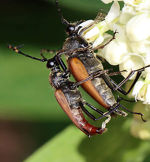 Brachyleptura rubrica Could also be Brachyleptura champlaini? 

Similar situation as with Lisa's photo here:
https://www.jungledragon.com/image/117289/brachyleptura_rubrica.html

Habitat: On swamp milkweed (Asclepias incarnata)
https://www.jungledragon.com/image/118442/brachyleptura_rubrica.html
https://www.jungledragon.com/image/118445/brachyleptura_rubrica.html
https://www.jungledragon.com/image/118444/brachyleptura_rubrica.html
https://www.jungledragon.com/image/118443/brachyleptura_rubrica.html Brachyleptura rubrica,Geotagged,Summer,United States
