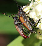 Brachyleptura rubrica Could also be Brachyleptura champlaini? <br />
<br />
Similar situation as with Lisa's photo here:<br />
https://www.jungledragon.com/image/117289/brachyleptura_rubrica.html<br />
<br />
Habitat: On swamp milkweed (Asclepias incarnata)<br />
https://www.jungledragon.com/image/118442/brachyleptura_rubrica.html<br />
https://www.jungledragon.com/image/118445/brachyleptura_rubrica.html<br />
https://www.jungledragon.com/image/118444/brachyleptura_rubrica.html<br />
https://www.jungledragon.com/image/118443/brachyleptura_rubrica.html Brachyleptura rubrica,Geotagged,Summer,United States