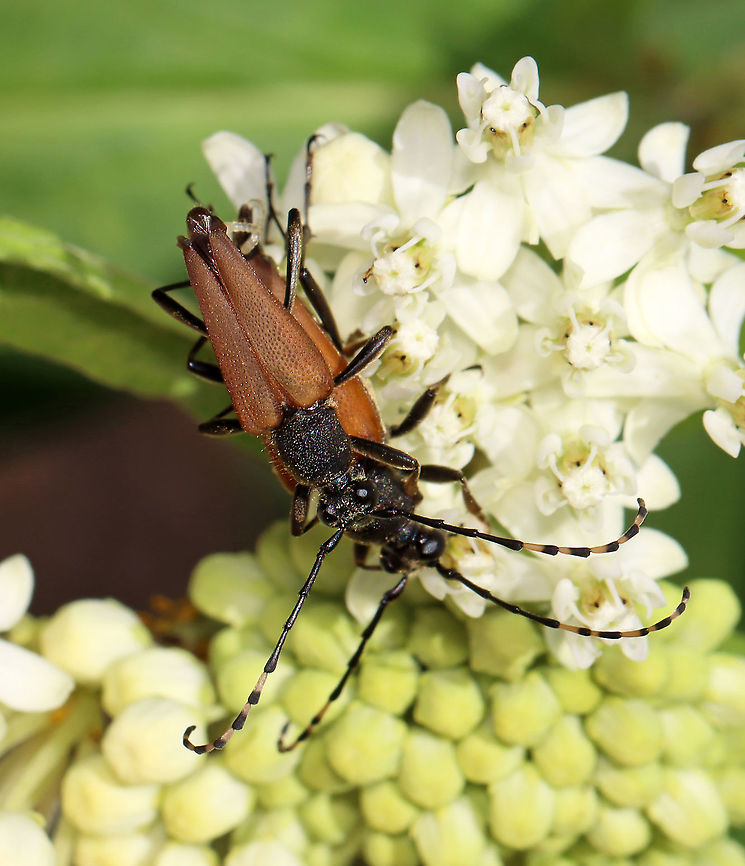 Brachyleptura rubrica Could also be Brachyleptura champlaini? <br />
<br />
Similar situation as with Lisa's photo here:<br />
<figure class="photo"><a href="https://www.jungledragon.com/image/117289/brachyleptura_rubrica.html" title="Brachyleptura rubrica"><img src="https://s3.amazonaws.com/media.jungledragon.com/images/3231/117289_thumb.jpg?AWSAccessKeyId=05GMT0V3GWVNE7GGM1R2&Expires=1769040010&Signature=N09qUuVvCzfpwU2CwEDjrVU925Q%3D" width="200" height="134" alt="Brachyleptura rubrica At a mixed forest edge.<br />
 Brachyleptura rubrica,Geotagged,Summer,United States" /></a></figure><br />
<br />
Habitat: On swamp milkweed (Asclepias incarnata)<br />
<figure class="photo"><a href="https://www.jungledragon.com/image/118442/brachyleptura_rubrica.html" title="Brachyleptura rubrica"><img src="https://s3.amazonaws.com/media.jungledragon.com/images/3232/118442_thumb.jpg?AWSAccessKeyId=05GMT0V3GWVNE7GGM1R2&Expires=1769040010&Signature=VW4E8ueoYNE%2FQ7EICu1x8lXPW0w%3D" width="128" height="152" alt="Brachyleptura rubrica Could also be Brachyleptura champlaini? <br />
<br />
Similar situation as with Lisa's photo here:<br />
https://www.jungledragon.com/image/117289/brachyleptura_rubrica.html<br />
<br />
Habitat: On swamp milkweed (Asclepias incarnata)<br />
https://www.jungledragon.com/image/118442/brachyleptura_rubrica.html<br />
https://www.jungledragon.com/image/118445/brachyleptura_rubrica.html<br />
https://www.jungledragon.com/image/118444/brachyleptura_rubrica.html<br />
https://www.jungledragon.com/image/118443/brachyleptura_rubrica.html Brachyleptura rubrica,Geotagged,Summer,United States" /></a></figure><br />
<figure class="photo"><a href="https://www.jungledragon.com/image/118445/brachyleptura_rubrica.html" title="Brachyleptura rubrica"><img src="https://s3.amazonaws.com/media.jungledragon.com/images/3232/118445_thumb.jpg?AWSAccessKeyId=05GMT0V3GWVNE7GGM1R2&Expires=1769040010&Signature=m2SlcS6hKwHhpHZixUcKNO3D3%2FU%3D" width="132" height="152" alt="Brachyleptura rubrica Could also be Brachyleptura champlaini? <br />
<br />
Similar situation as with Lisa's photo here:<br />
https://www.jungledragon.com/image/117289/brachyleptura_rubrica.html<br />
<br />
Habitat: On swamp milkweed (Asclepias incarnata)<br />
https://www.jungledragon.com/image/118442/brachyleptura_rubrica.html<br />
https://www.jungledragon.com/image/118445/brachyleptura_rubrica.html<br />
https://www.jungledragon.com/image/118444/brachyleptura_rubrica.html<br />
https://www.jungledragon.com/image/118443/brachyleptura_rubrica.html Brachyleptura,Brachyleptura rubrica,Geotagged,Summer,United States" /></a></figure><br />
<figure class="photo"><a href="https://www.jungledragon.com/image/118444/brachyleptura_rubrica.html" title="Brachyleptura rubrica"><img src="https://s3.amazonaws.com/media.jungledragon.com/images/3232/118444_thumb.jpg?AWSAccessKeyId=05GMT0V3GWVNE7GGM1R2&Expires=1769040010&Signature=VAG8HPNBbnijvo8N5A96QbZ28bQ%3D" width="142" height="152" alt="Brachyleptura rubrica Could also be Brachyleptura champlaini? <br />
<br />
Similar situation as with Lisa's photo here:<br />
https://www.jungledragon.com/image/117289/brachyleptura_rubrica.html<br />
<br />
Habitat: On swamp milkweed (Asclepias incarnata)<br />
https://www.jungledragon.com/image/118442/brachyleptura_rubrica.html<br />
https://www.jungledragon.com/image/118445/brachyleptura_rubrica.html<br />
https://www.jungledragon.com/image/118444/brachyleptura_rubrica.html<br />
https://www.jungledragon.com/image/118443/brachyleptura_rubrica.html Brachyleptura rubrica,Geotagged,Summer,United States" /></a></figure><br />
<figure class="photo"><a href="https://www.jungledragon.com/image/118443/brachyleptura_rubrica.html" title="Brachyleptura rubrica"><img src="https://s3.amazonaws.com/media.jungledragon.com/images/3232/118443_thumb.jpg?AWSAccessKeyId=05GMT0V3GWVNE7GGM1R2&Expires=1769040010&Signature=AfL3830QZ8Irg2e4yN8WyhYqnMw%3D" width="200" height="152" alt="Brachyleptura rubrica Could also be Brachyleptura champlaini? <br />
<br />
Similar situation as with Lisa's photo here:<br />
https://www.jungledragon.com/image/117289/brachyleptura_rubrica.html<br />
<br />
Habitat: On swamp milkweed (Asclepias incarnata)<br />
https://www.jungledragon.com/image/118442/brachyleptura_rubrica.html<br />
https://www.jungledragon.com/image/118445/brachyleptura_rubrica.html<br />
https://www.jungledragon.com/image/118444/brachyleptura_rubrica.html<br />
https://www.jungledragon.com/image/118443/brachyleptura_rubrica.html Brachyleptura rubrica,Geotagged,Summer,United States" /></a></figure> Brachyleptura,Brachyleptura rubrica,Geotagged,Summer,United States