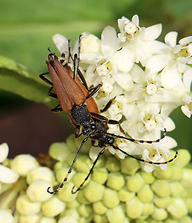 Brachyleptura rubrica Could also be Brachyleptura champlaini? 

Similar situation as with Lisa's photo here:
https://www.jungledragon.com/image/117289/brachyleptura_rubrica.html

Habitat: On swamp milkweed (Asclepias incarnata)
https://www.jungledragon.com/image/118442/brachyleptura_rubrica.html
https://www.jungledragon.com/image/118445/brachyleptura_rubrica.html
https://www.jungledragon.com/image/118444/brachyleptura_rubrica.html
https://www.jungledragon.com/image/118443/brachyleptura_rubrica.html Brachyleptura,Brachyleptura rubrica,Geotagged,Summer,United States