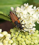 Brachyleptura rubrica Could also be Brachyleptura champlaini? <br />
<br />
Similar situation as with Lisa's photo here:<br />
https://www.jungledragon.com/image/117289/brachyleptura_rubrica.html<br />
<br />
Habitat: On swamp milkweed (Asclepias incarnata)<br />
https://www.jungledragon.com/image/118442/brachyleptura_rubrica.html<br />
https://www.jungledragon.com/image/118445/brachyleptura_rubrica.html<br />
https://www.jungledragon.com/image/118444/brachyleptura_rubrica.html<br />
https://www.jungledragon.com/image/118443/brachyleptura_rubrica.html Brachyleptura,Brachyleptura rubrica,Geotagged,Summer,United States