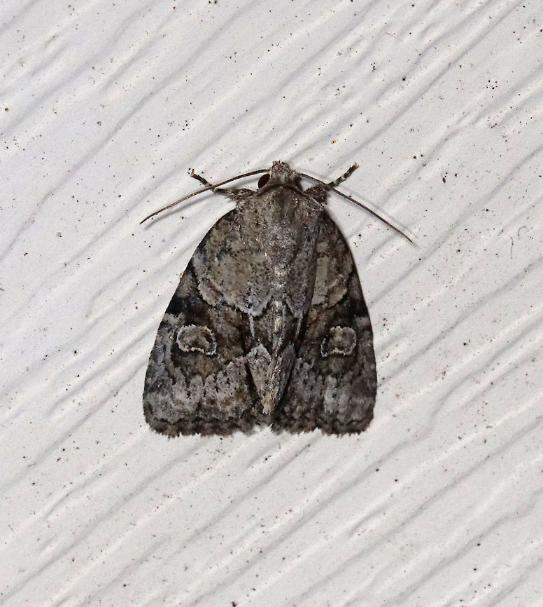 Exhausted Brocade - Neoligia exhausta TL: ~13 mm. Gray FW with darker brown median area. Pale reniform spot is partly filled with yellowish brown scales.<br />
<br />
Habitat: Attracted to 365 and 395 nm lights in a semi-rural area<br />
<br />
2021(142) Exhausted brocade,Geotagged,Neoligia,Neoligia exhausta,Noctuidae,Summer,United States,brocade,moth