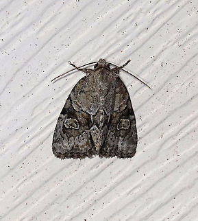 Exhausted Brocade - Neoligia exhausta TL: ~13 mm. Gray FW with darker brown median area. Pale reniform spot is partly filled with yellowish brown scales.

Habitat: Attracted to 365 and 395 nm lights in a semi-rural area

2021(142) Exhausted brocade,Geotagged,Neoligia,Neoligia exhausta,Noctuidae,Summer,United States,brocade,moth