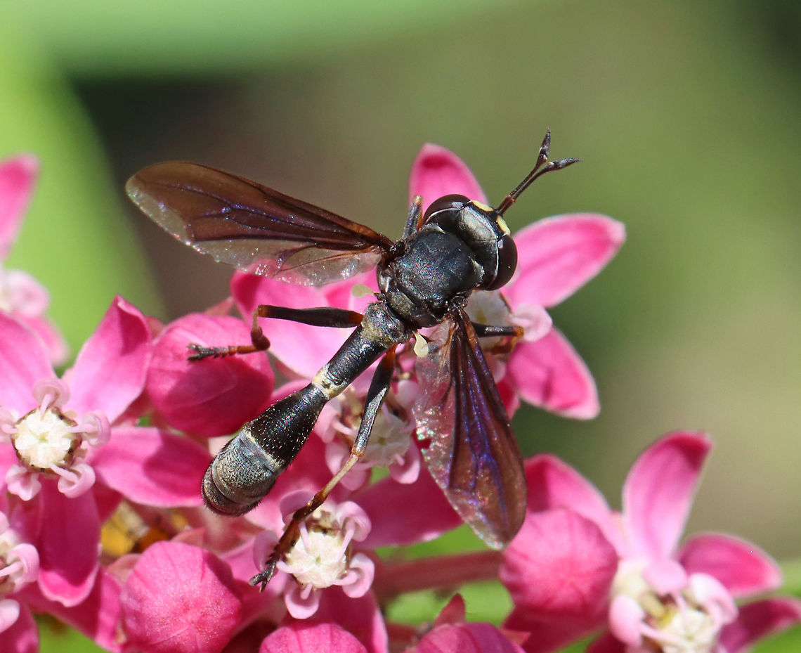 Thick-headed Fly - Physocephala tibialis Habitat: Swamp Milkweed (Asclepias incarnata); meadow<br />
<figure class="photo"><a href="https://www.jungledragon.com/image/118488/thick-headed_fly_-_physocephala_tibialis.html" title="Thick-headed Fly - Physocephala tibialis"><img src="https://s3.amazonaws.com/media.jungledragon.com/images/3232/118488_thumb.jpg?AWSAccessKeyId=05GMT0V3GWVNE7GGM1R2&Expires=1759968010&Signature=RP%2FmPfmlRlP9LCYFpbHhJqJnYmk%3D" width="200" height="170" alt="Thick-headed Fly - Physocephala tibialis Habitat: Swamp Milkweed (Asclepias incarnata); meadow<br />
https://www.jungledragon.com/image/118487/thick-headed_fly_-_physocephala_tibialis.html Common Eastern Physocephala,Geotagged,Physocephala tibialis,Summer,United States" /></a></figure><br />
 Common Eastern Physocephala,Diptera,Geotagged,Physocephala,Physocephala tibialis,Summer,Thick-headed Fly,United States,fly