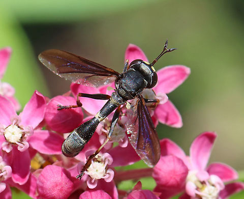 Thick-headed Fly - Physocephala tibialis Habitat: Swamp Milkweed (Asclepias incarnata); meadow
https://www.jungledragon.com/image/118488/thick-headed_fly_-_physocephala_tibialis.html
 Common Eastern Physocephala,Diptera,Geotagged,Physocephala,Physocephala tibialis,Summer,Thick-headed Fly,United States,fly