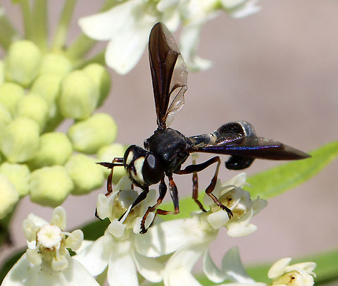 Thick-headed Fly - Physocephala tibialis Habitat: Swamp Milkweed (Asclepias incarnata); meadow
https://www.jungledragon.com/image/118487/thick-headed_fly_-_physocephala_tibialis.html Common Eastern Physocephala,Geotagged,Physocephala tibialis,Summer,United States