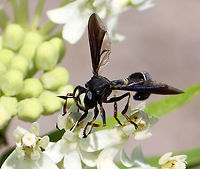 Thick-headed Fly - Physocephala tibialis Habitat: Swamp Milkweed (Asclepias incarnata); meadow<br />
https://www.jungledragon.com/image/118487/thick-headed_fly_-_physocephala_tibialis.html Common Eastern Physocephala,Geotagged,Physocephala tibialis,Summer,United States