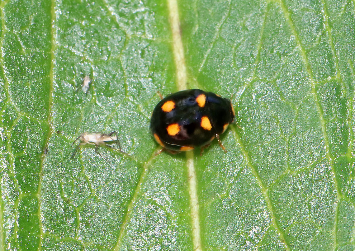 Ursine Spurleg Lady Beetle - Brachiacantha ursina Habitat: On milkweed bordering a meadow Brachiacantha,Brachiacantha ursina,Geotagged,Summer,United States,Ursine Spurleg Lady Beetle,beetle,lady beetle