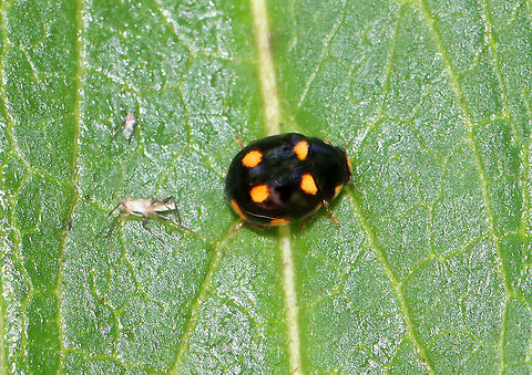 Ursine Spurleg Lady Beetle - Brachiacantha ursina Habitat: On milkweed bordering a meadow Brachiacantha,Brachiacantha ursina,Geotagged,Summer,United States,Ursine Spurleg Lady Beetle,beetle,lady beetle