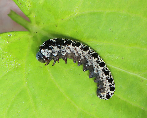 Sawfly Larva - Tenthredo grandis These larvae feed on turtlehead (Chelone sp.).

Habitat: Found on low vegetation along the edge of a swamp. I was cutting through a swamp (it's a shortcut, albeit a very messy one) when I spotted this larva.
https://www.jungledragon.com/image/118491/sawfly_larva_-_tenthredo_grandis.html Geotagged,Summer,Tenthredo grandis,United States