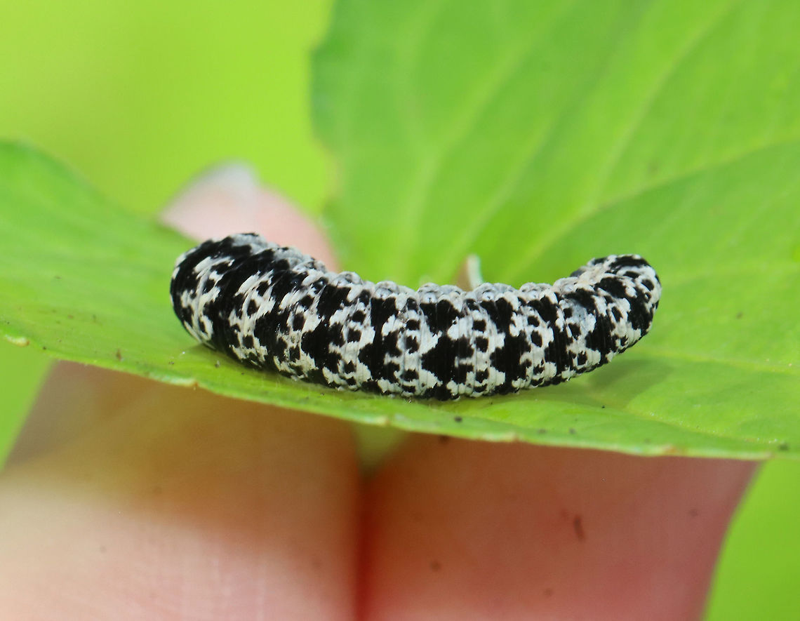 Sawfly Larva - Tenthredo grandis These larvae feed on turtlehead (Chelone sp.). <br />
<br />
Habitat: Found on low vegetation along the edge of a swamp. I was cutting through a swamp (it&#039;s a shortcut, albeit a very messy one) when I spotted this larva. <br />
<figure class="photo"><a href="https://www.jungledragon.com/image/118490/sawfly_larva_-_tenthredo_grandis.html" title="Sawfly Larva - Tenthredo grandis"><img src="https://s3.amazonaws.com/media.jungledragon.com/images/3232/118490_thumb.jpg?AWSAccessKeyId=05GMT0V3GWVNE7GGM1R2&Expires=1759968010&Signature=YoOqMtIonUTm5RtRLVeG5zR0qP8%3D" width="200" height="160" alt="Sawfly Larva - Tenthredo grandis These larvae feed on turtlehead (Chelone sp.).<br />
<br />
Habitat: Found on low vegetation along the edge of a swamp. I was cutting through a swamp (it&#039;s a shortcut, albeit a very messy one) when I spotted this larva.<br />
https://www.jungledragon.com/image/118491/sawfly_larva_-_tenthredo_grandis.html Geotagged,Summer,Tenthredo grandis,United States" /></a></figure> Geotagged,Summer,Tenthredo,Tenthredo grandis,United States,larva,sawfly