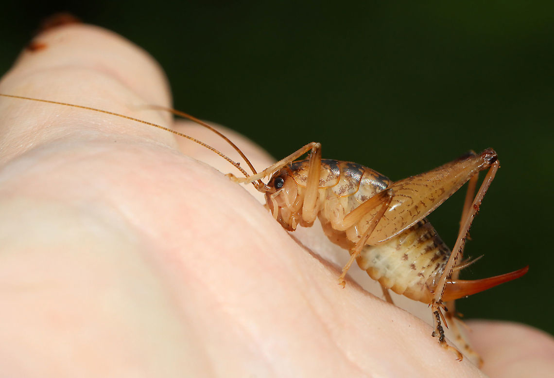 Camel Cricket - Family Rhaphidophoridae Large, hump-backed reddish brown cricket with very long antennae and long, spiky legs. These crickets are wingless and prefer dark, moist places.<br />
<br />
Habitat: Under rotting wood; mesic, mixed forest Geotagged,Rhaphidophoridae,Summer,United States,camel cricket,cricket