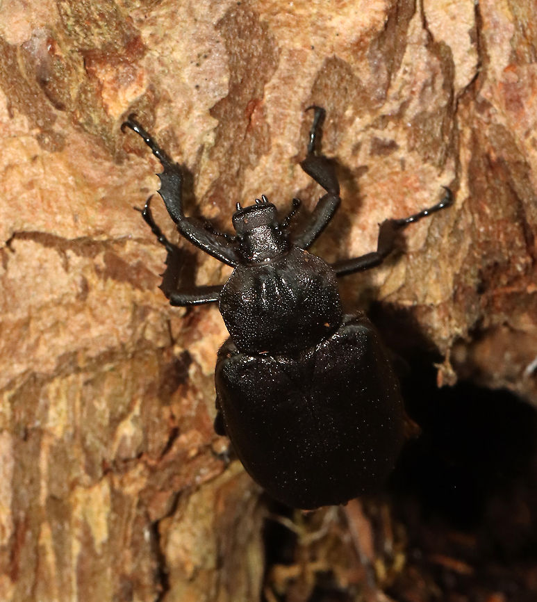 Rough Hermit Beetle - Osmoderma scabra It crawled out of a hole in a snag long enough for me to take a couple pictures.<br />
<br />
Habitat: Mixed, mesic forest.<br />
<figure class="photo"><a href="https://www.jungledragon.com/image/118494/rough_hermit_beetle_-_osmoderma_scabra.html" title="Rough Hermit Beetle - Osmoderma scabra"><img src="https://s3.amazonaws.com/media.jungledragon.com/images/3232/118494_thumb.jpg?AWSAccessKeyId=05GMT0V3GWVNE7GGM1R2&Expires=1769040010&Signature=Cua7pxZWLcGzwpADwd0hEeAka98%3D" width="120" height="152" alt="Rough Hermit Beetle - Osmoderma scabra It crawled out of a hole in a snag long enough for me to take a couple pictures.<br />
<br />
Habitat: Mixed, mesic forest. <br />
https://www.jungledragon.com/image/118493/rough_hermit_beetle_-_osmoderma_scabra.html Geotagged,Osmoderma,Osmoderma scabra,Rough Hermit Beetle,Summer,United States,beetle" /></a></figure> Geotagged,Osmoderma scabra,Summer,United States