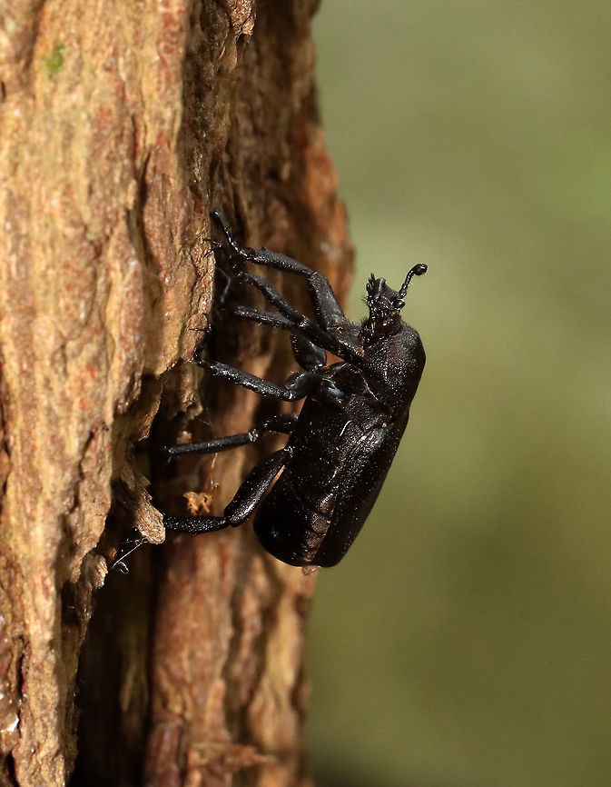 Rough Hermit Beetle - Osmoderma scabra It crawled out of a hole in a snag long enough for me to take a couple pictures.<br />
<br />
Habitat: Mixed, mesic forest. <br />
<figure class="photo"><a href="https://www.jungledragon.com/image/118493/rough_hermit_beetle_-_osmoderma_scabra.html" title="Rough Hermit Beetle - Osmoderma scabra"><img src="https://s3.amazonaws.com/media.jungledragon.com/images/3232/118493_thumb.jpg?AWSAccessKeyId=05GMT0V3GWVNE7GGM1R2&Expires=1759968010&Signature=347TDk2QTFBiUxoUQLsiUZjOXBc%3D" width="136" height="152" alt="Rough Hermit Beetle - Osmoderma scabra It crawled out of a hole in a snag long enough for me to take a couple pictures.<br />
<br />
Habitat: Mixed, mesic forest.<br />
https://www.jungledragon.com/image/118494/rough_hermit_beetle_-_osmoderma_scabra.html Geotagged,Osmoderma scabra,Summer,United States" /></a></figure> Geotagged,Osmoderma,Osmoderma scabra,Rough Hermit Beetle,Summer,United States,beetle