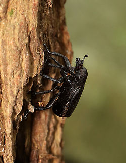 Rough Hermit Beetle - Osmoderma scabra It crawled out of a hole in a snag long enough for me to take a couple pictures.

Habitat: Mixed, mesic forest. 
https://www.jungledragon.com/image/118493/rough_hermit_beetle_-_osmoderma_scabra.html Geotagged,Osmoderma,Osmoderma scabra,Rough Hermit Beetle,Summer,United States,beetle