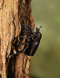 Rough Hermit Beetle - Osmoderma scabra It crawled out of a hole in a snag long enough for me to take a couple pictures.<br />
<br />
Habitat: Mixed, mesic forest. <br />
https://www.jungledragon.com/image/118493/rough_hermit_beetle_-_osmoderma_scabra.html Geotagged,Osmoderma,Osmoderma scabra,Rough Hermit Beetle,Summer,United States,beetle
