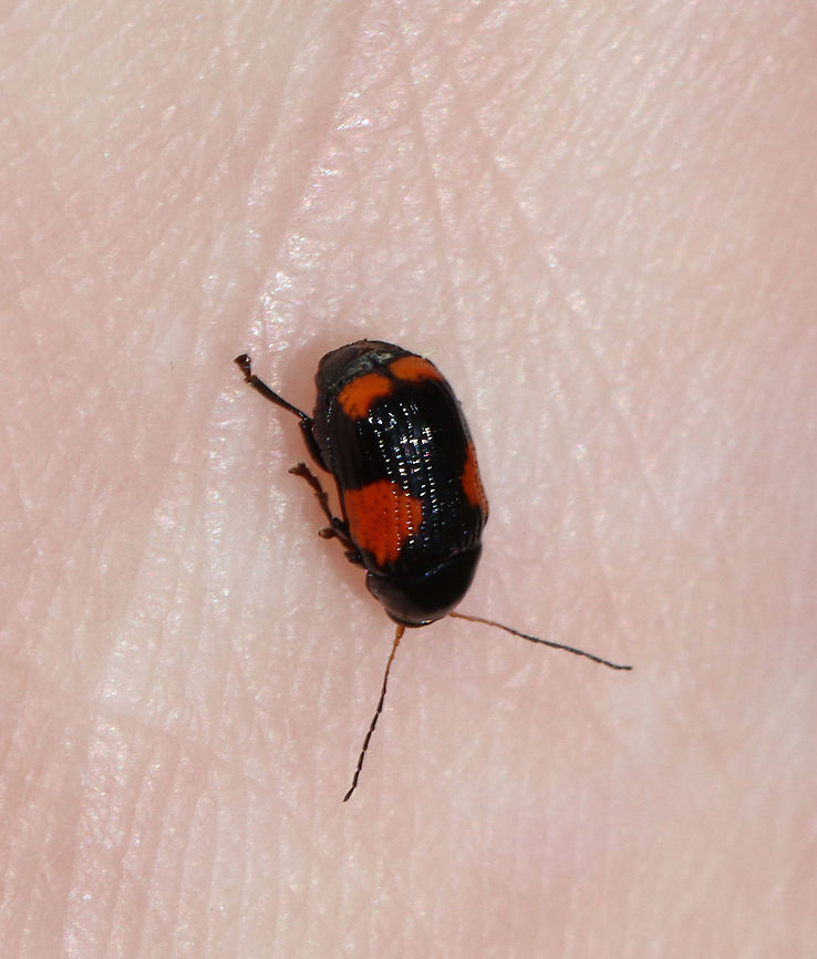 Black and Red Sumac Leaf Beetle - Cryptocephalus quadruplex TL: ~5 mm<br />
<br />
Habitat: Garden<br />
<figure class="photo"><a href="https://www.jungledragon.com/image/118496/black_and_red_sumac_leaf_beetle_-_cryptocephalus_quadruplex.html" title="Black and Red Sumac Leaf Beetle - Cryptocephalus quadruplex"><img src="https://s3.amazonaws.com/media.jungledragon.com/images/3232/118496_thumb.jpg?AWSAccessKeyId=05GMT0V3GWVNE7GGM1R2&Expires=1759968010&Signature=MT3ySoIffzbl3kdPrV3J4tQEDMc%3D" width="200" height="164" alt="Black and Red Sumac Leaf Beetle - Cryptocephalus quadruplex TL: ~5 mm<br />
<br />
Habitat: Garden<br />
https://www.jungledragon.com/image/118495/case-bearing_leaf_beetle_-_bassareus_mammifer.html<br />
 Black and Red Sumac Leaf Beetle,Cryptocephalus quadruplex,Geotagged,Summer,United States" /></a></figure> Black and Red Sumac Leaf Beetle,Cryptocephalus quadruplex,Geotagged,Summer,United States,beetle