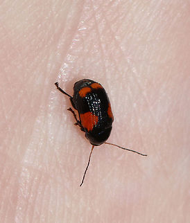 Black and Red Sumac Leaf Beetle - Cryptocephalus quadruplex TL: ~5 mm

Habitat: Garden
https://www.jungledragon.com/image/118496/case-bearing_leaf_beetle_-_bassareus_mammifer.html Black and Red Sumac Leaf Beetle,Cryptocephalus quadruplex,Geotagged,Summer,United States,beetle