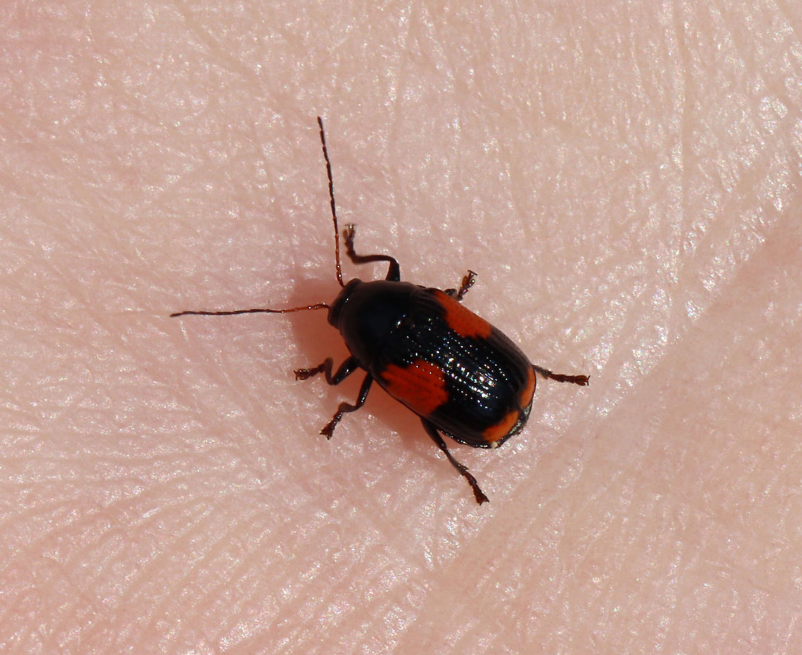 Black and Red Sumac Leaf Beetle - Cryptocephalus quadruplex TL: ~5 mm<br />
<br />
Habitat: Garden<br />
<figure class="photo"><a href="https://www.jungledragon.com/image/118495/black_and_red_sumac_leaf_beetle_-_cryptocephalus_quadruplex.html" title="Black and Red Sumac Leaf Beetle - Cryptocephalus quadruplex"><img src="https://s3.amazonaws.com/media.jungledragon.com/images/3232/118495_thumb.jpg?AWSAccessKeyId=05GMT0V3GWVNE7GGM1R2&Expires=1759968010&Signature=i7GDl0yKHtoJxTVYCn9n%2F9XmBvc%3D" width="130" height="152" alt="Black and Red Sumac Leaf Beetle - Cryptocephalus quadruplex TL: ~5 mm<br />
<br />
Habitat: Garden<br />
https://www.jungledragon.com/image/118496/case-bearing_leaf_beetle_-_bassareus_mammifer.html Black and Red Sumac Leaf Beetle,Cryptocephalus quadruplex,Geotagged,Summer,United States,beetle" /></a></figure><br />
 Black and Red Sumac Leaf Beetle,Cryptocephalus quadruplex,Geotagged,Summer,United States