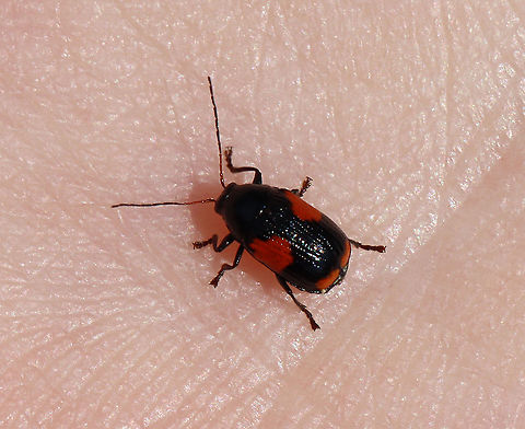 Black and Red Sumac Leaf Beetle - Cryptocephalus quadruplex TL: ~5 mm

Habitat: Garden
https://www.jungledragon.com/image/118495/case-bearing_leaf_beetle_-_bassareus_mammifer.html
 Black and Red Sumac Leaf Beetle,Cryptocephalus quadruplex,Geotagged,Summer,United States