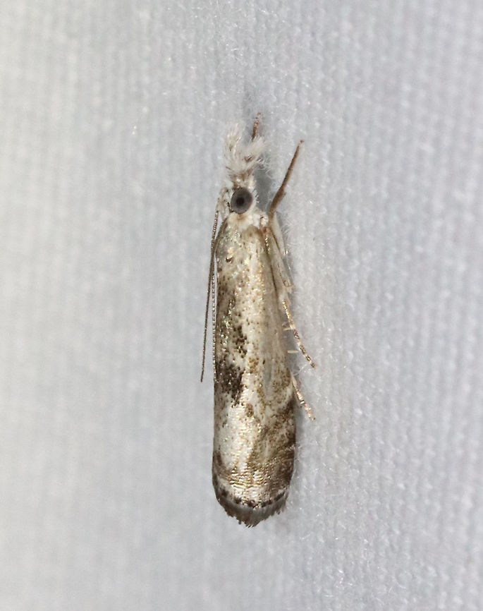 Microcrambus minor Habitat: Attracted to 365 and 395 nm lights in a semi-rural area<br />
<br />
2021(143) Geotagged,Microcrambus,Microcrambus minor,Moth Week 2021,Summer,United States,moth