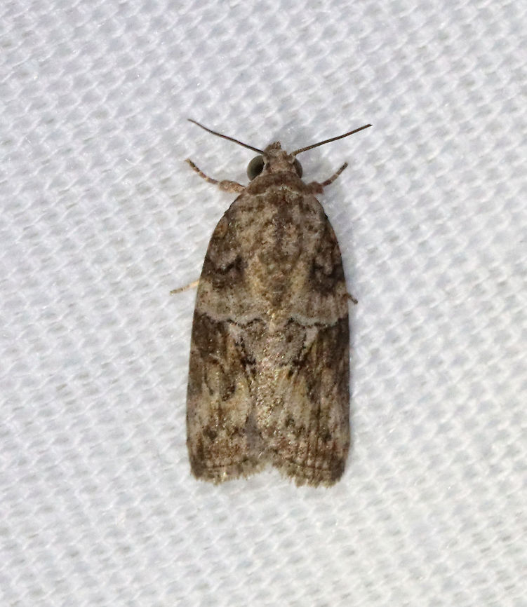 Black-olive Caterpillar Moth - Garella nilotica Habitat: Attracted to 365 and 395 nm lights in a semi-rural area<br />
<br />
2021(144) Garella,Garella nilotica,Geotagged,Moth Week 2021,Summer,United States,black-olive caterpillar moth,moth