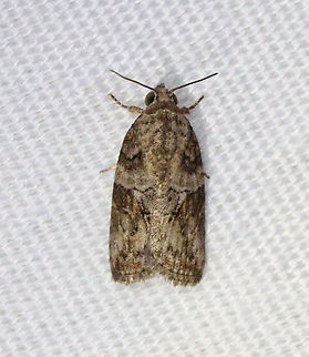 Black-olive Caterpillar Moth