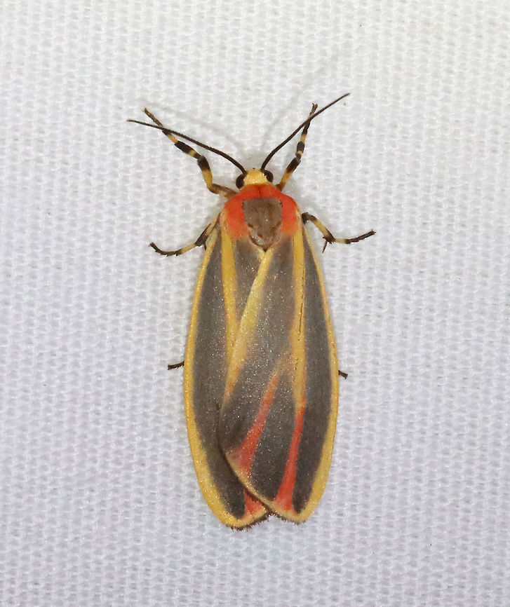 Painted Lichen Moth - Hypoprepia fucosa TL: ~15 mm. FW has yellow border and shading along the central veins tinged red in ST area. Reddish stripes on thorax and collar. Hosts: Lichen and moss.<br />
<br />
Habitat: Attracted to 365 and 395 nm lights in a semi-rural area<br />
<br />
2021(145) Geotagged,Hypoprepia fucosa,Moth Week 2021,Painted lichen moth,Summer,United States,moth