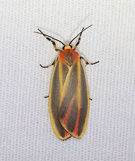 Painted Lichen Moth - Hypoprepia fucosa TL: ~15 mm. FW has yellow border and shading along the central veins tinged red in ST area. Reddish stripes on thorax and collar. Hosts: Lichen and moss.

Habitat: Attracted to 365 and 395 nm lights in a semi-rural area

2021(145) Geotagged,Hypoprepia fucosa,Moth Week 2021,Painted lichen moth,Summer,United States,moth