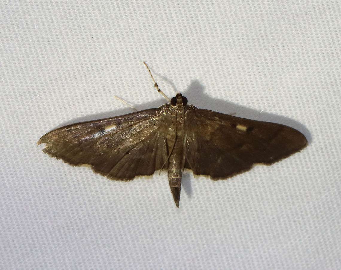 Herpetogramma sphingealis Habitat: Attracted to 365 and 395 nm lights in a semi-rural area<br />
<br />
2021(146) Geotagged,Herpetogramma,Herpetogramma sphingealis,Moth Week 2021,Summer,United States,moth