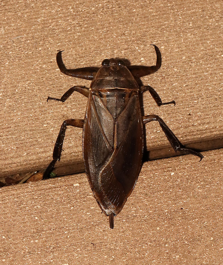 Giant Water Bug - Lethocerus americanus *Tentative ID because it is also very similar to Benacus griseus.<br />
<br />
I was mothing when this beastie flew up behind me and started crawling on my head. It scared me so much that I actually screamed. Thankfully, it was polite enough to stay nearby temporarily so I could get a photo. It was close to 6 cm long. It was huge. <br />
<br />
Habitat: Attracted to a light and my head; semi-rural area Geotagged,Giant Water Bug,Lethocerus,Lethocerus americanus,Summer,United States