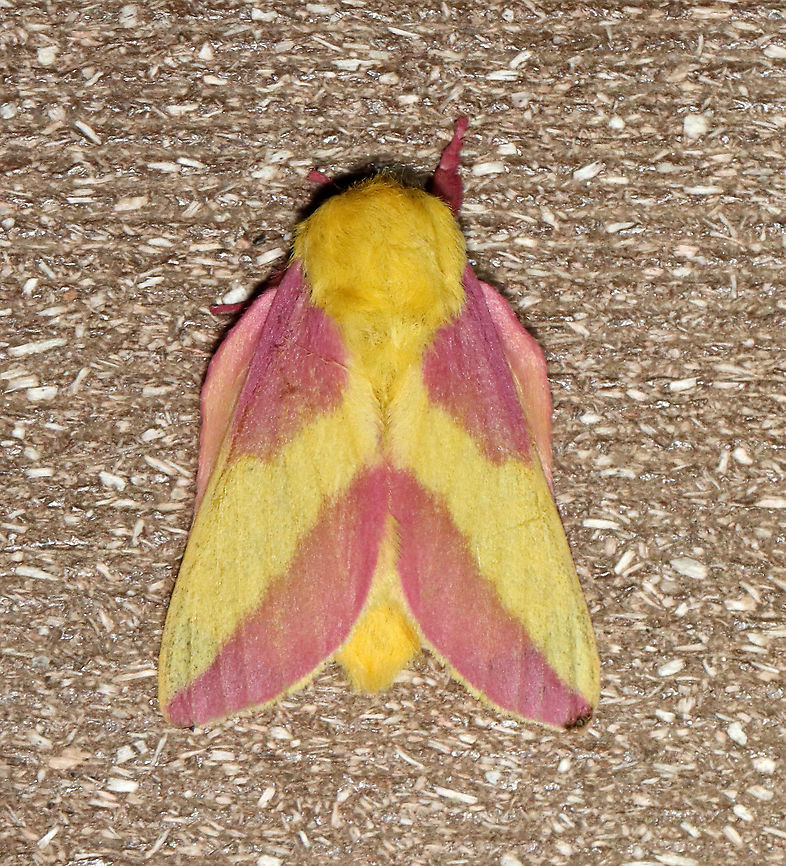 Rosy Maple Moth - Dryocampa rubicunda WS: ~40 mm. Stunning pink and cream-colored moth. Hosts: Maple (Acer), sycamore (Platanus), beech (Fagus) or oaks, (Quercus).<br />
<br />
Habitat: Attracted to a 365 nm LED light in a semi-rural area<br />
<br />
2021(147) Dryocampa,Dryocampa rubicunda,Geotagged,International Moth Week,Moth Week 2021,National Moth Week,Rosy maple moth,Summer,United States,moth,moth week,saturniidae