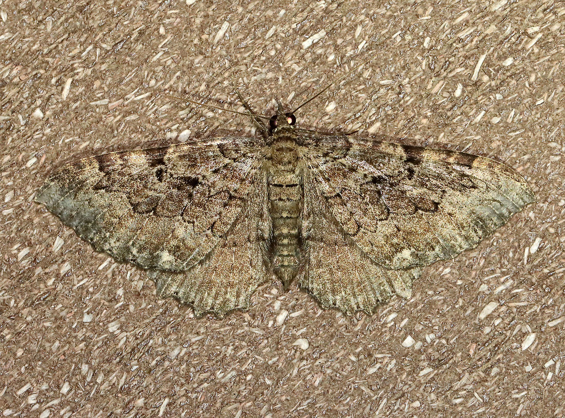 Barberry Geometer - Coryphista meadii WS: ~30-35 mm. FW was brownish. Outer section of PM had outward-pointing tooth.<br />
<br />
Habitat: Attracted to a 365 nm LED light in a rural area<br />
<br />
2021(d) Barberry Geometer,Coryphista,Coryphista meadii,Geometridae,Geotagged,Moth Week 2021,Summer,United States,moth