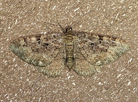 Barberry Geometer - Coryphista meadii WS: ~30-35 mm. FW was brownish. Outer section of PM had outward-pointing tooth.

Habitat: Attracted to a 365 nm LED light in a rural area

2021(d) Barberry Geometer,Coryphista,Coryphista meadii,Geometridae,Geotagged,Moth Week 2021,Summer,United States,moth