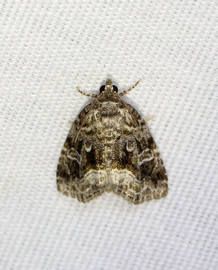 Large Mossy Glyph - Protodeltote muscosula TL: ~10 mm. Peppery gray forewings with white-edged lines and spots. Inner postmedial line is broadly edged in white. Fresh individuals have mossy green shading in basal, median, and subterminal areas.<br />
<br />
Habitat: Attracted to a 365 nm LED light at night in a semi-rural area.<br />
<br />
2021(d) Geotagged,Large mossy lithacodium,Moth Week 2021,Noctuidae,Protodeltote,Protodeltote muscosula,Summer,United States,moth